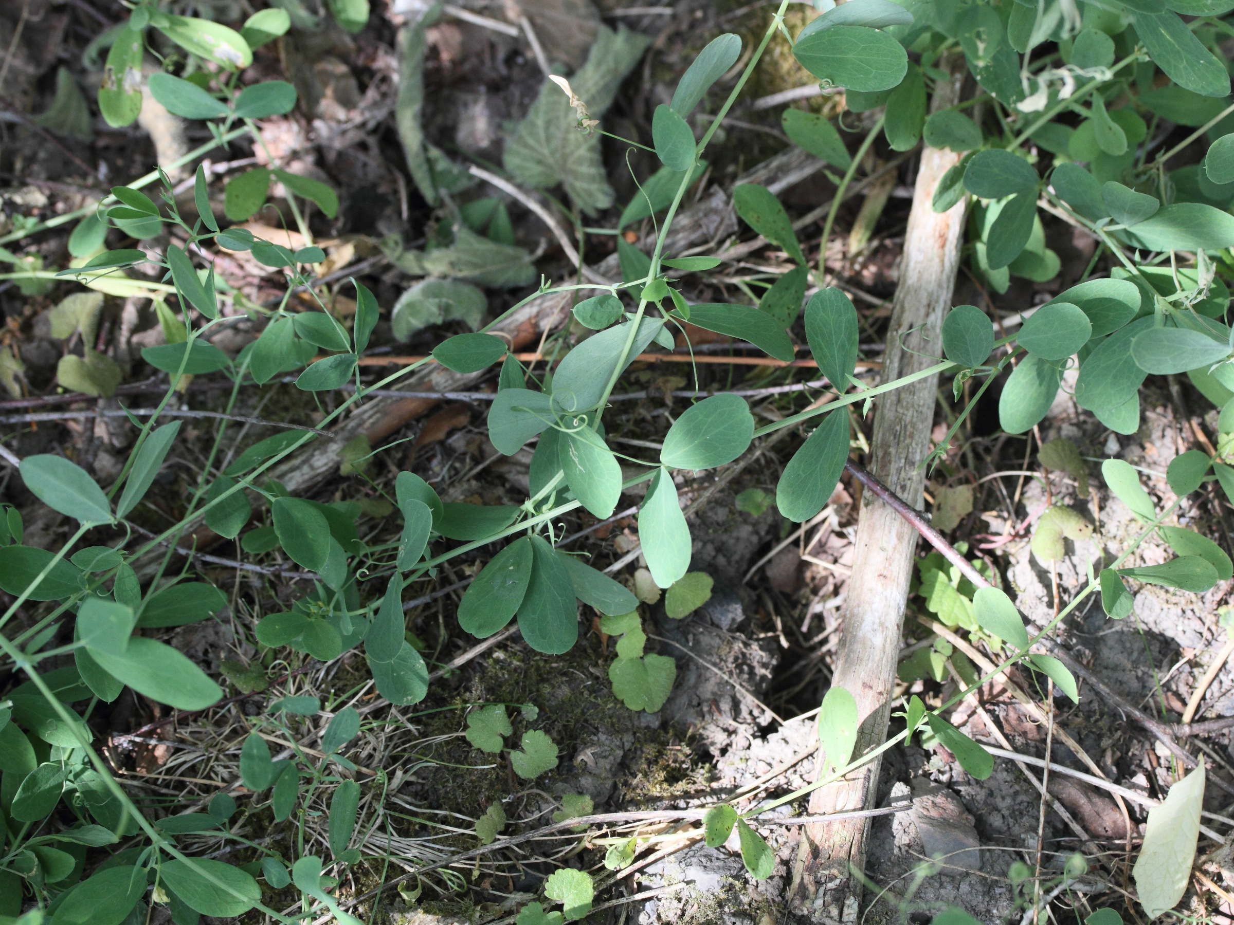 Afficher le média Lathyrus_tuberosus Lathyrus_tuberosus