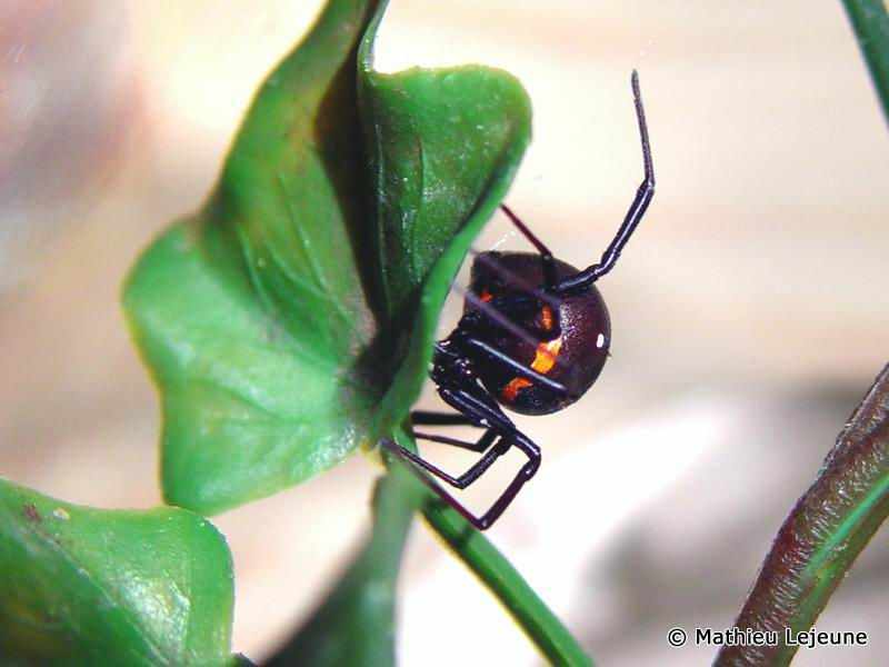 latrodectus_menavodi1ml