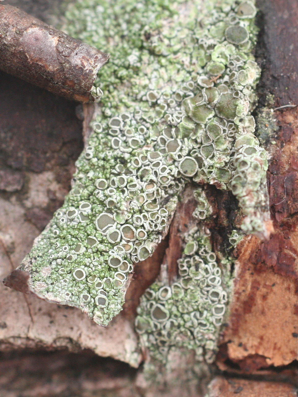 lecanora_chlarotera1md