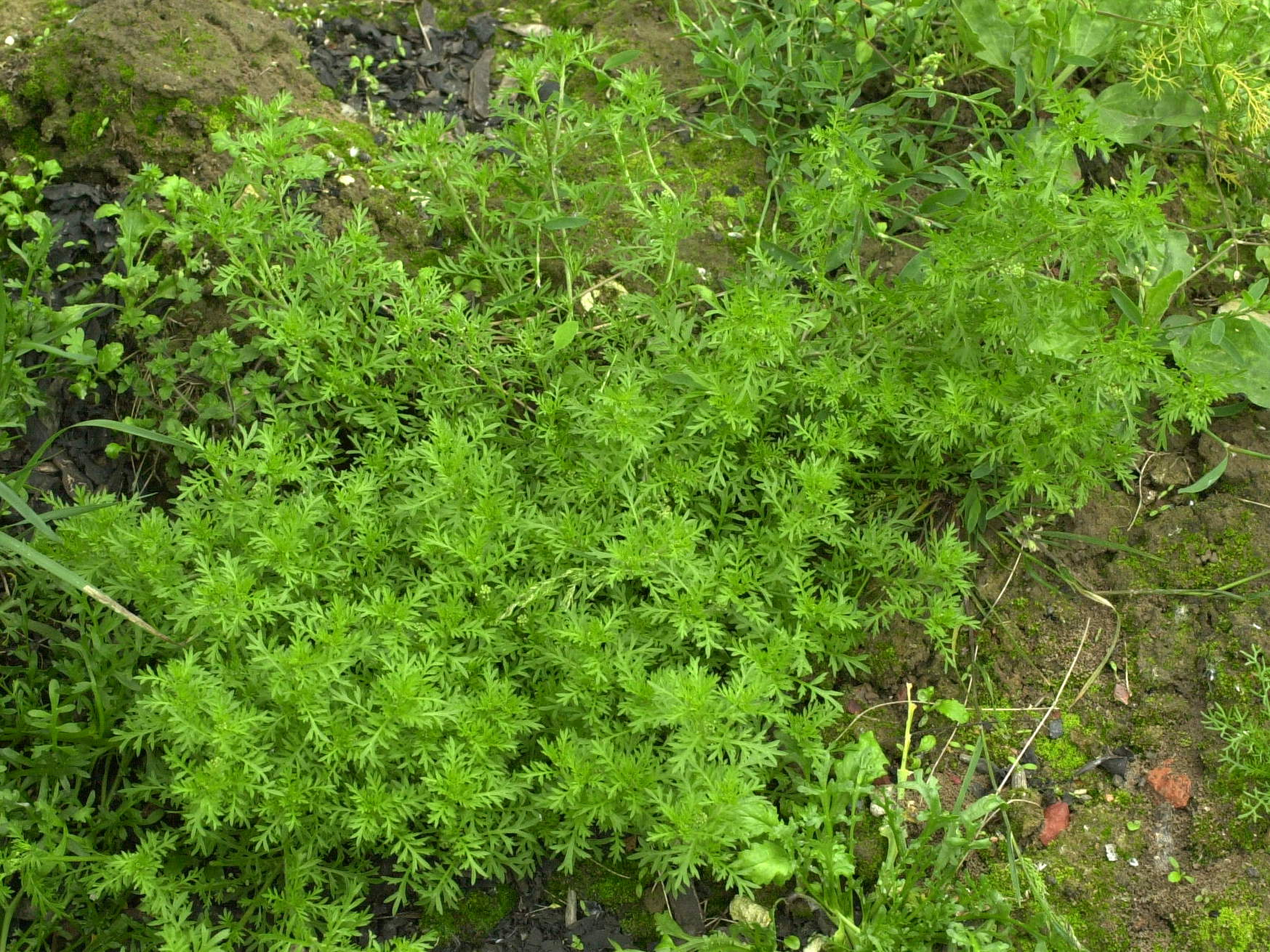 Afficher le média Lepidium_didymum Lepidium_didymum
