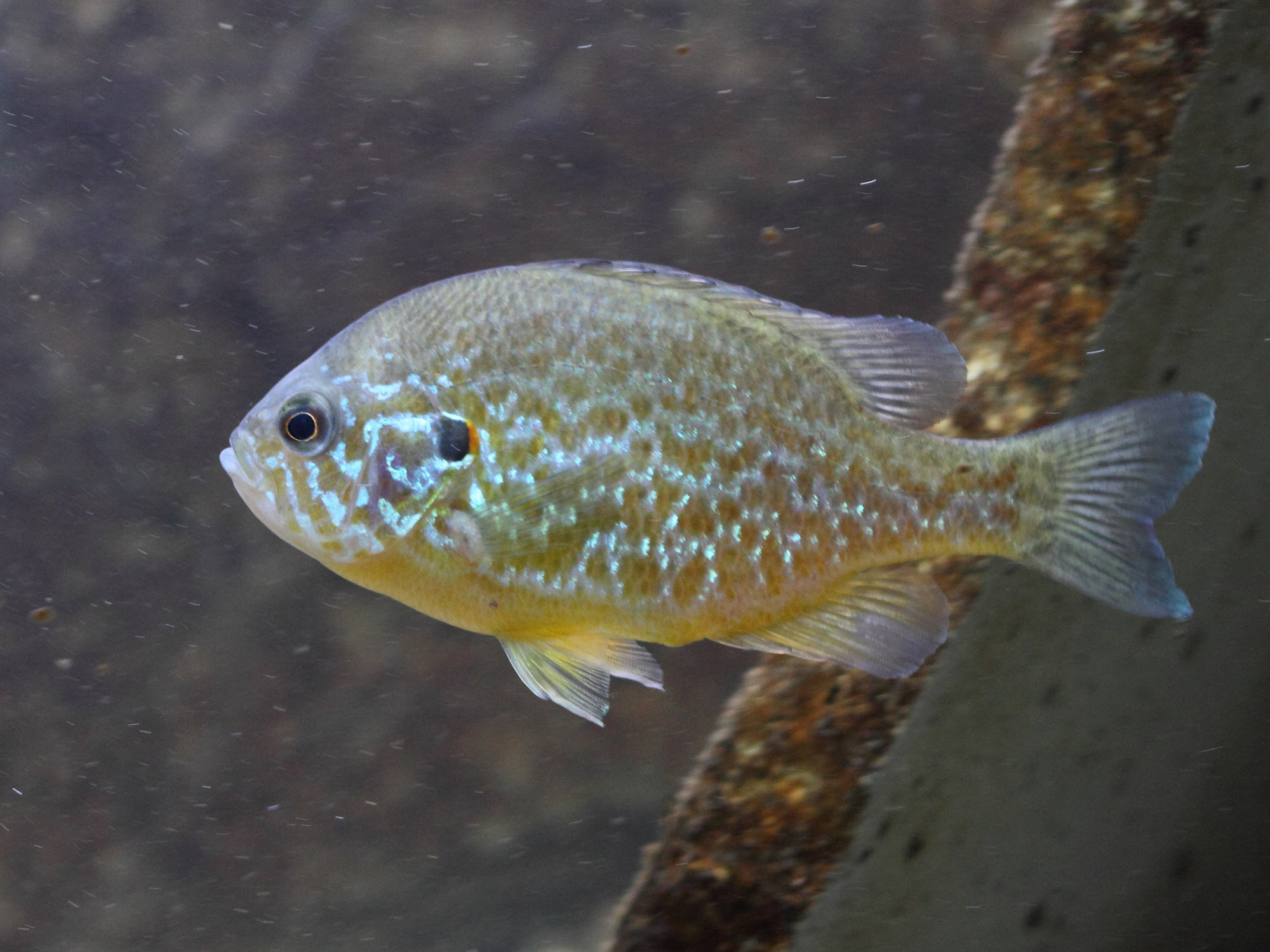 lepomis_gibbosus3bd