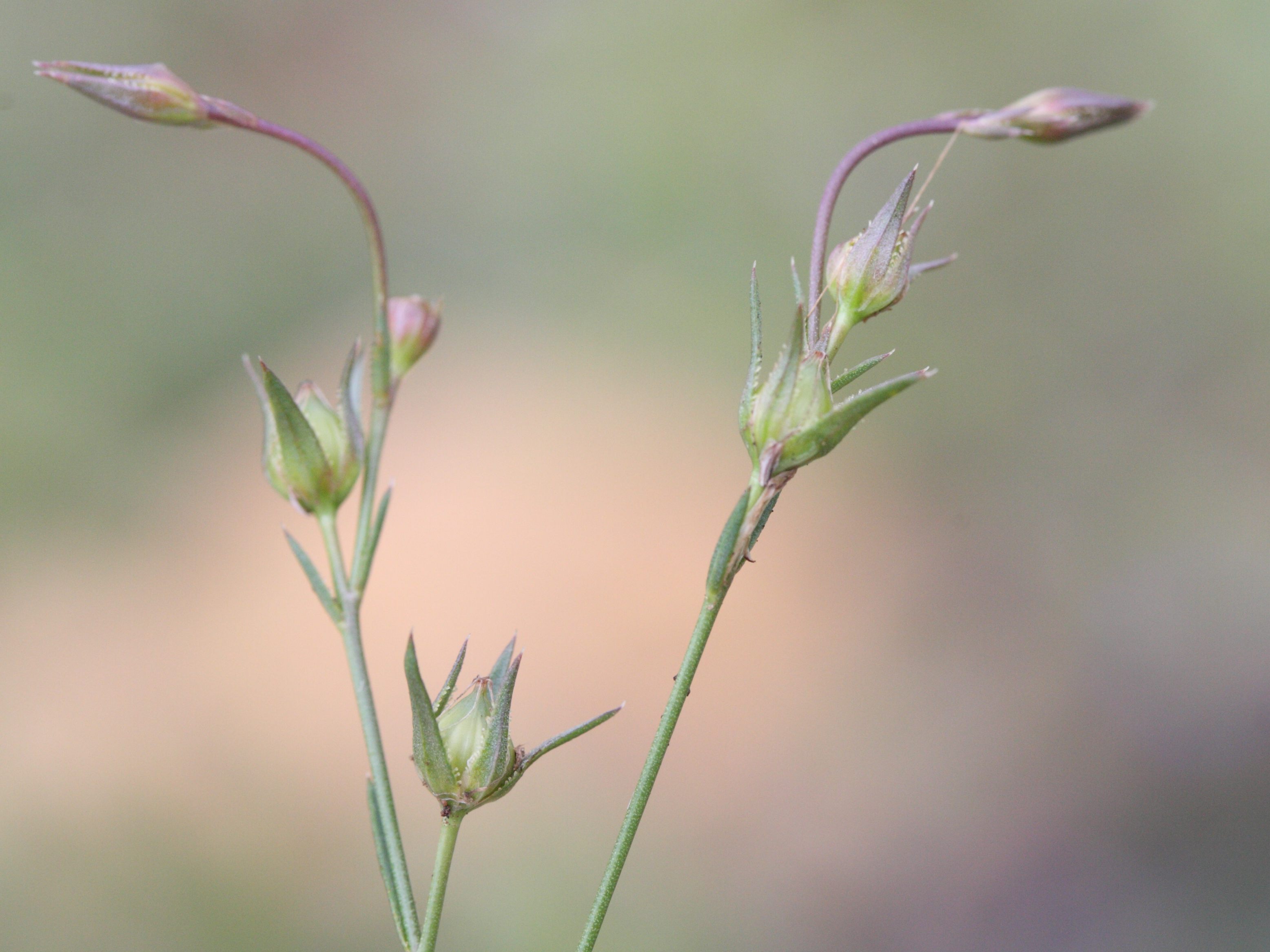 Afficher le média linum_tenuifolium3md linum_tenuifolium3md