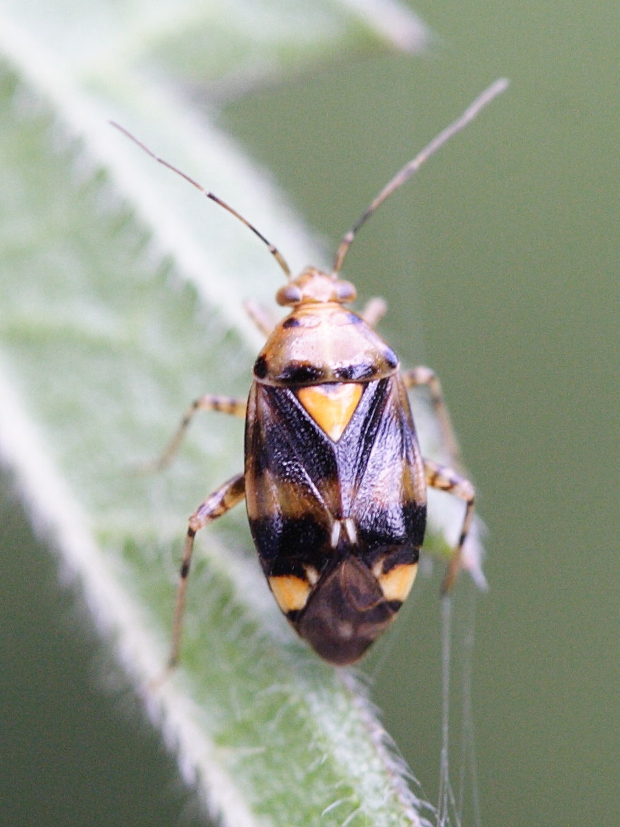 liocoris_tripustulatus1md