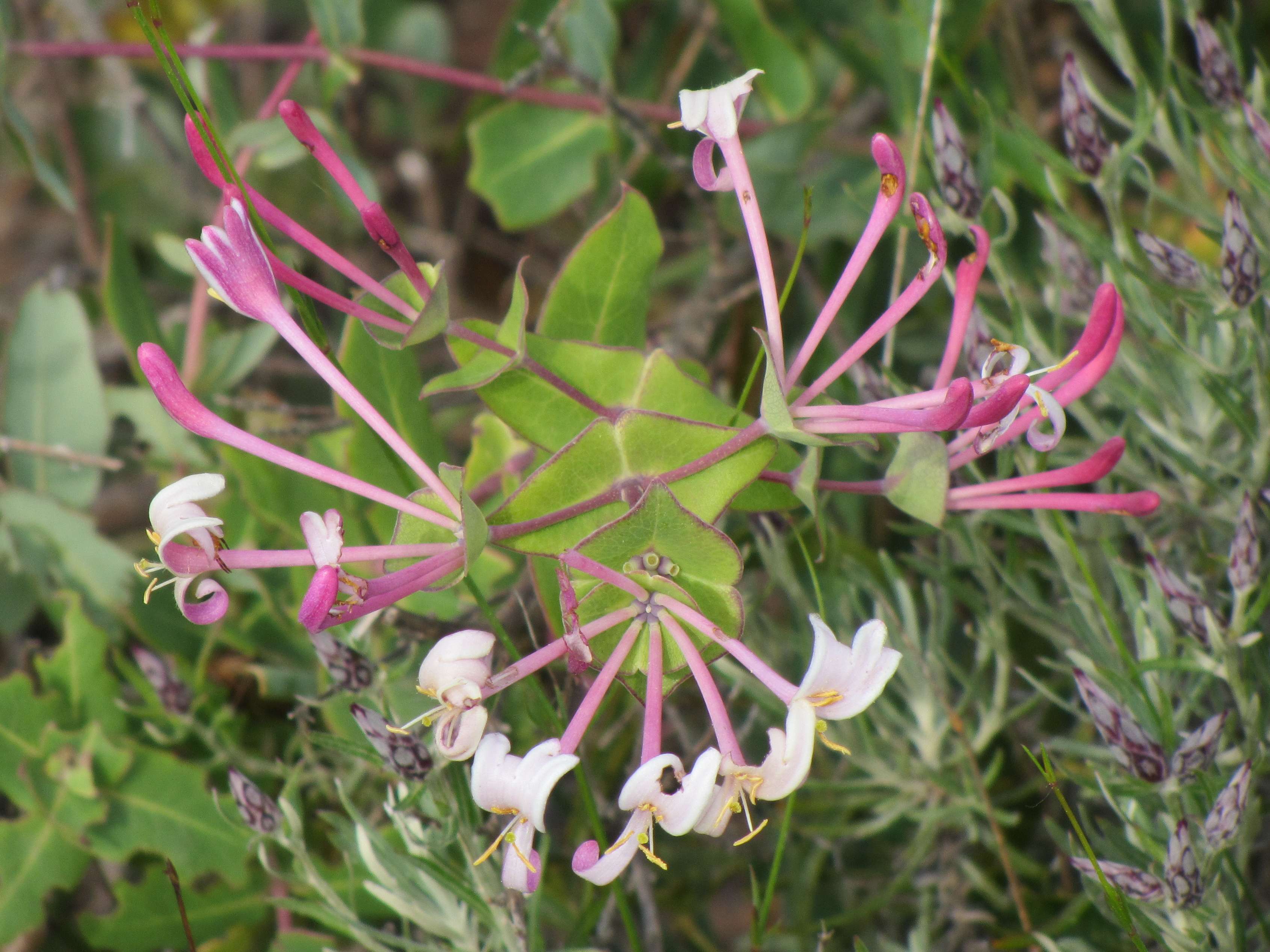 lonicera_implexa5mv