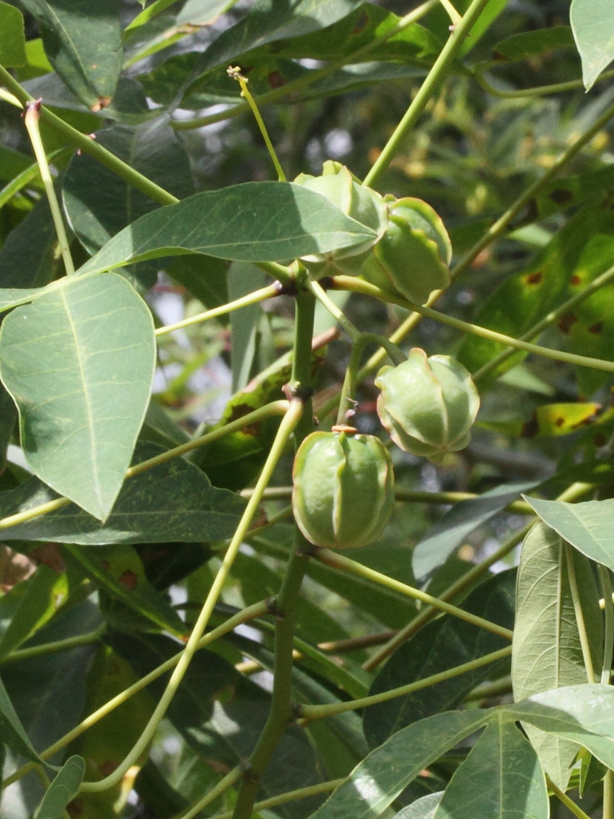 Afficher le média manihot_esculenta8md manihot_esculenta8md