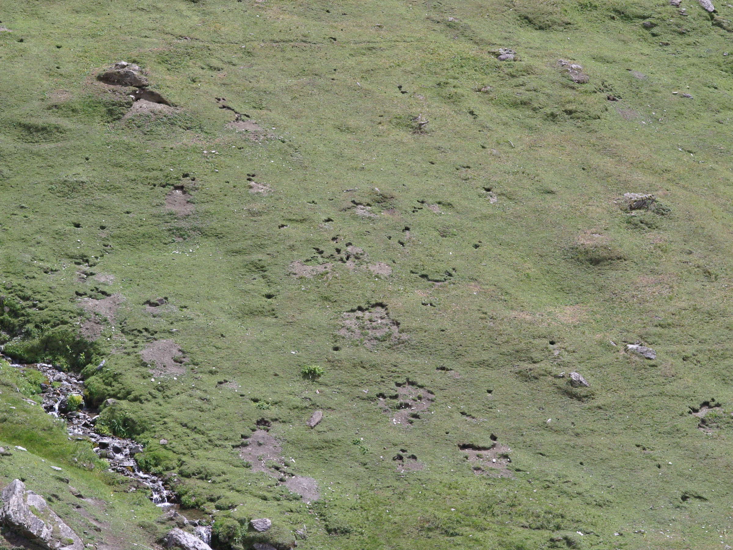 marmota_marmota_terriers1md