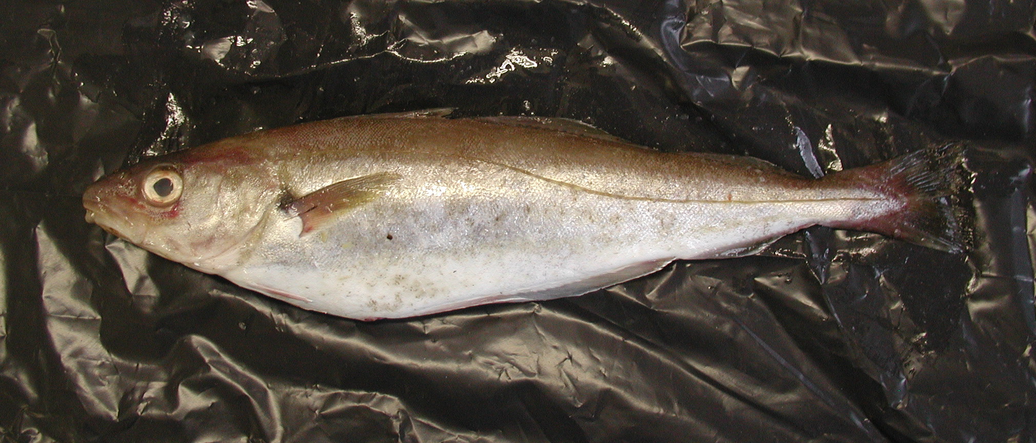 Merlangius_merlangus