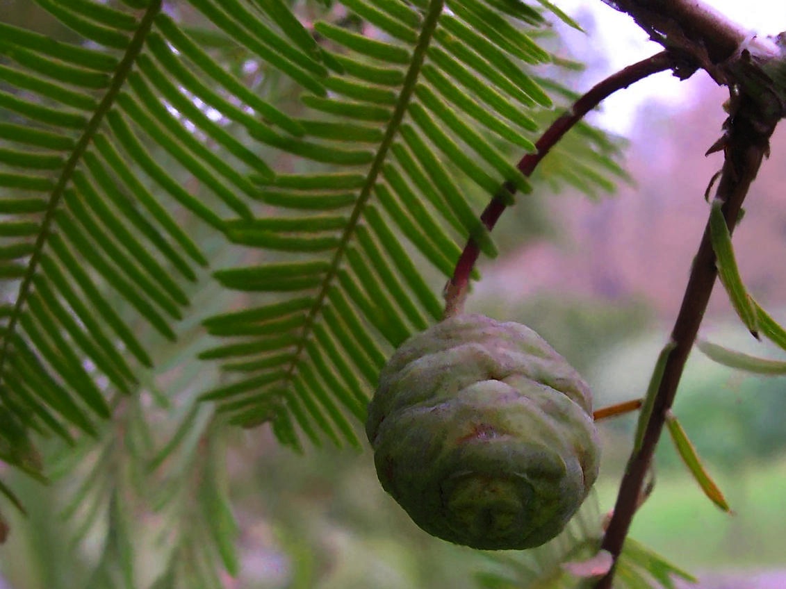 metasequoia_glyptostroboides4amd
