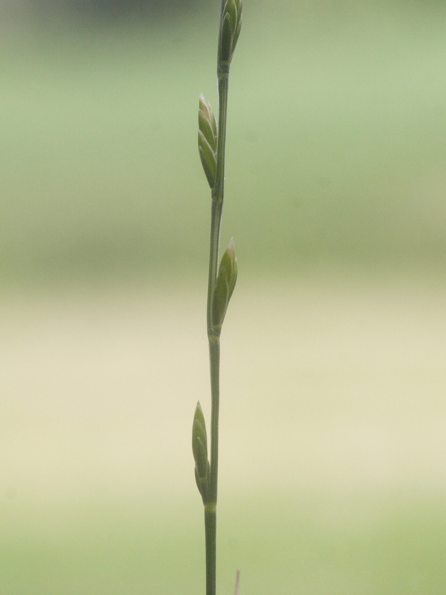 micropyrum_tenellum3md