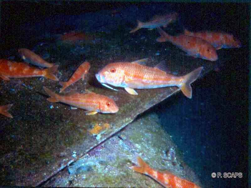 mullus_surmuletus1ps