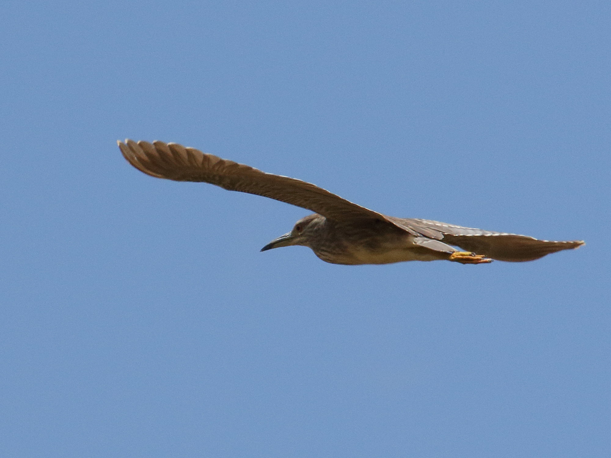 Nycticorax_nycticorax