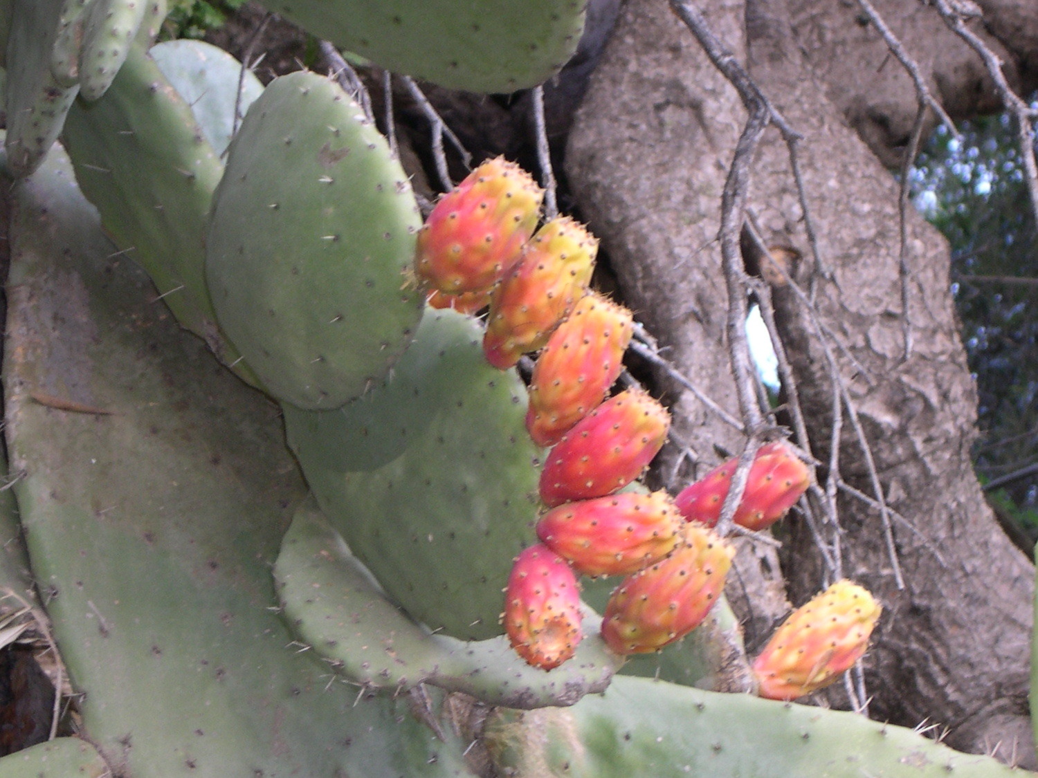 opuntia_ficus-indica4md