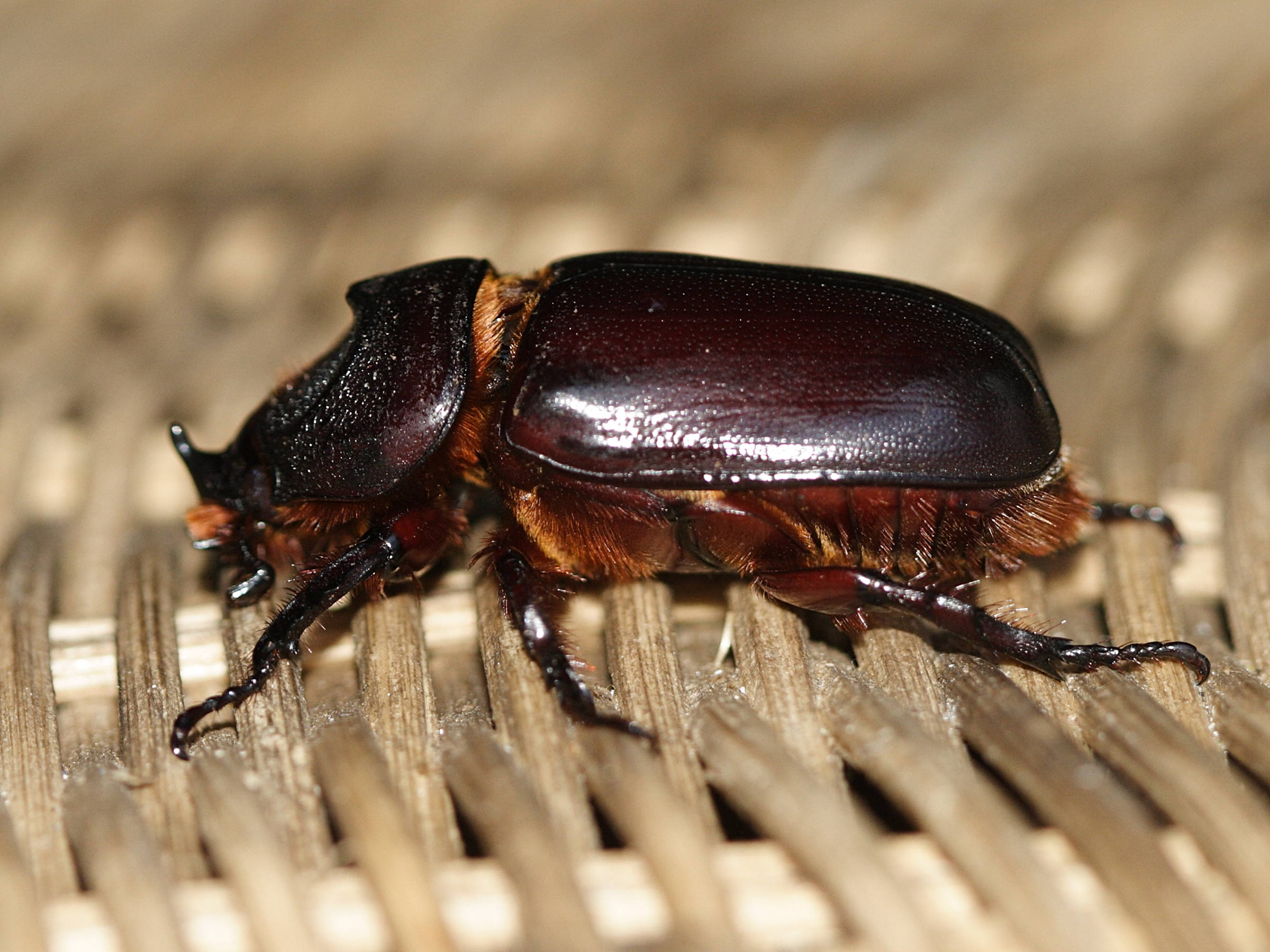 oryctes_rhinoceros2md