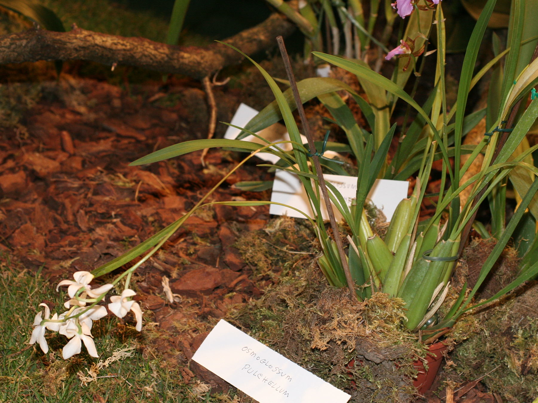 osmoglossum_pulchellum1md