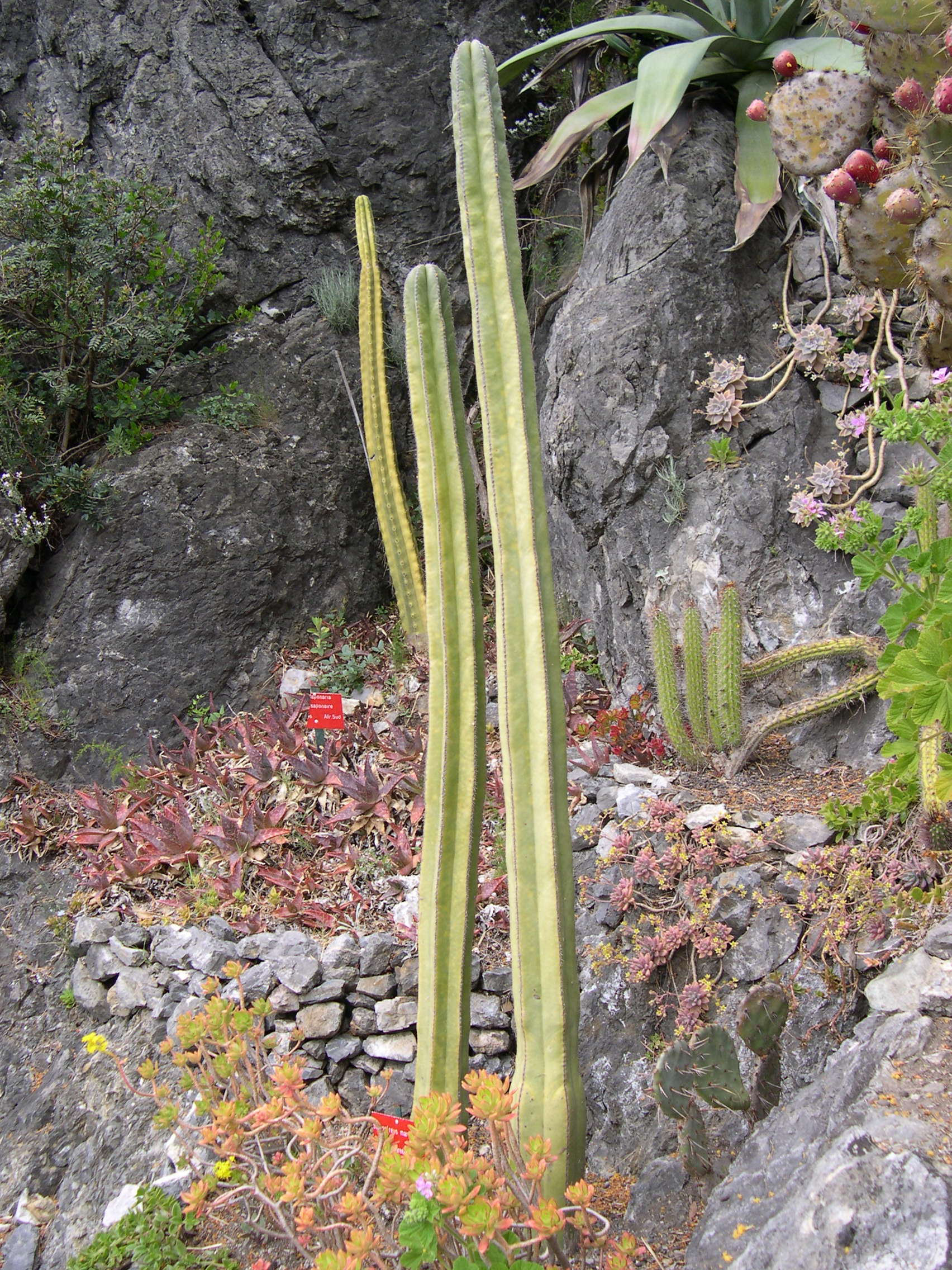Pachycereus_marginatus