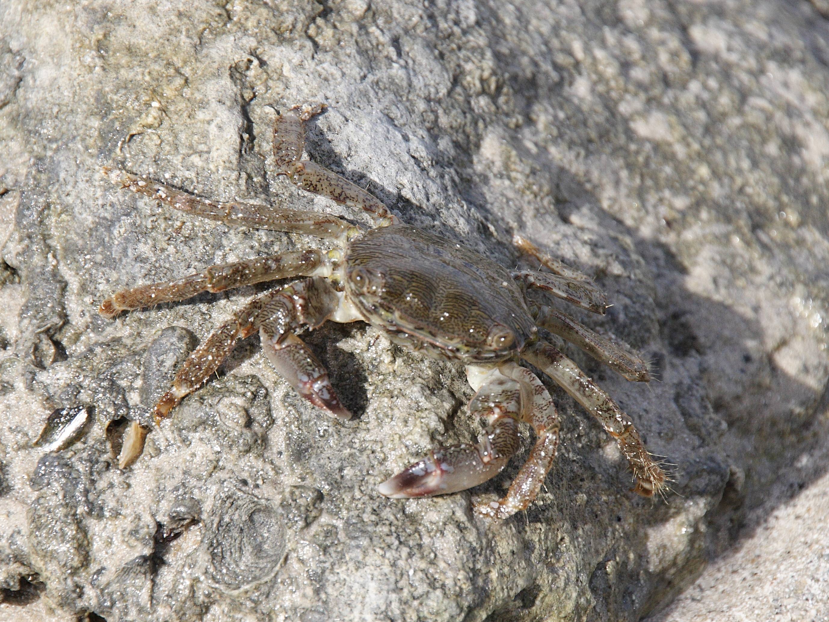 pachygrapsus_marmoratus2bd