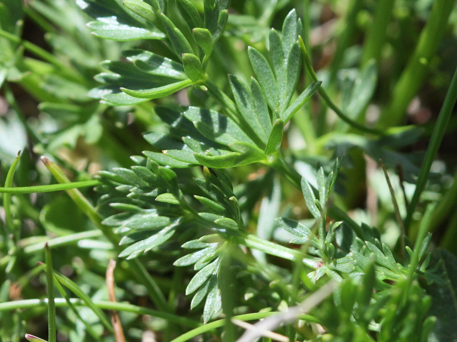 Afficher le média pachypleurum_mutellinoides3bd pachypleurum_mutellinoides3bd