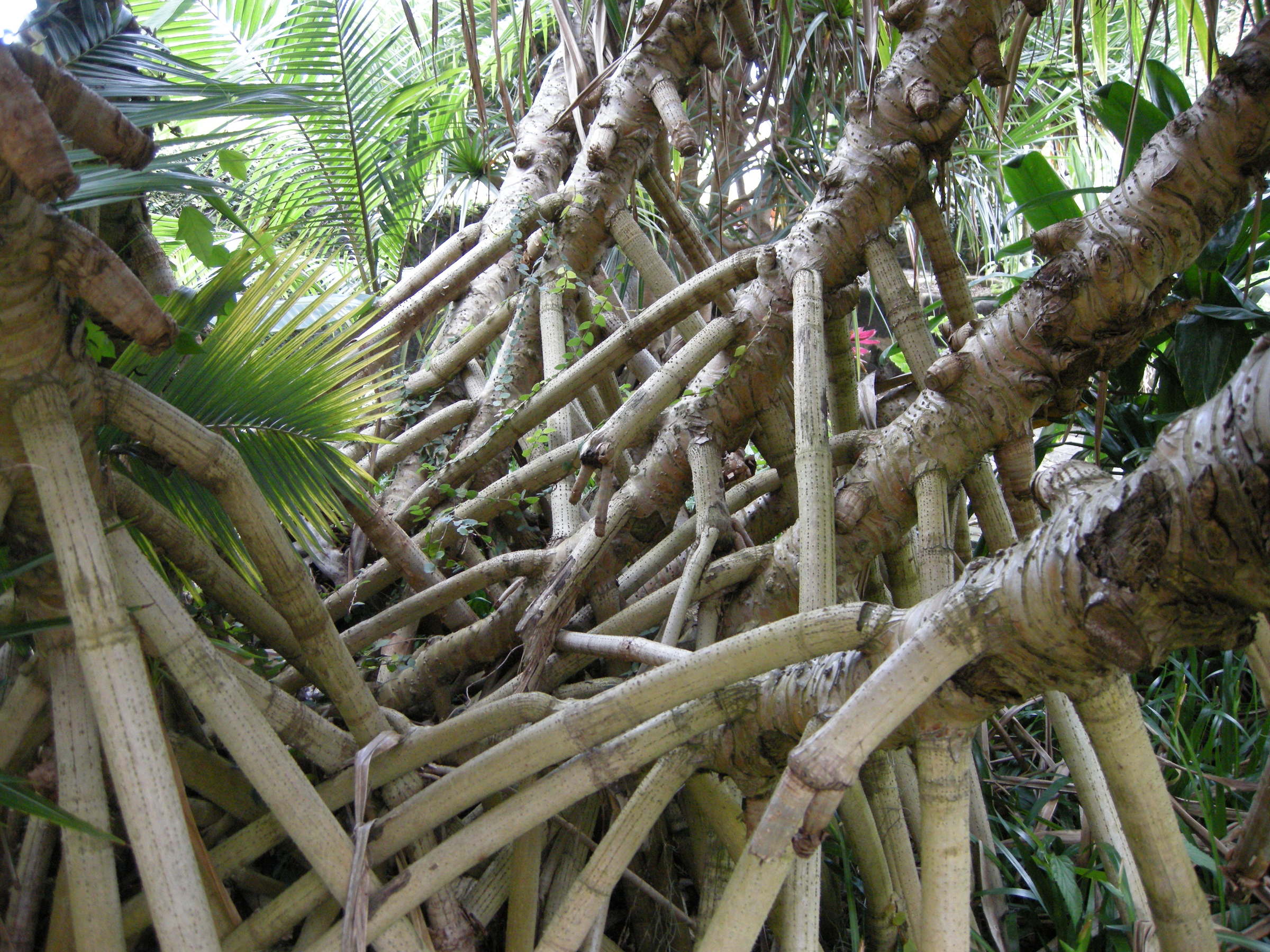 pandanus_sylvestris2md