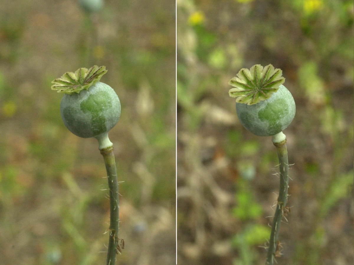 Afficher le média papaver_somniferum3md papaver_somniferum3md