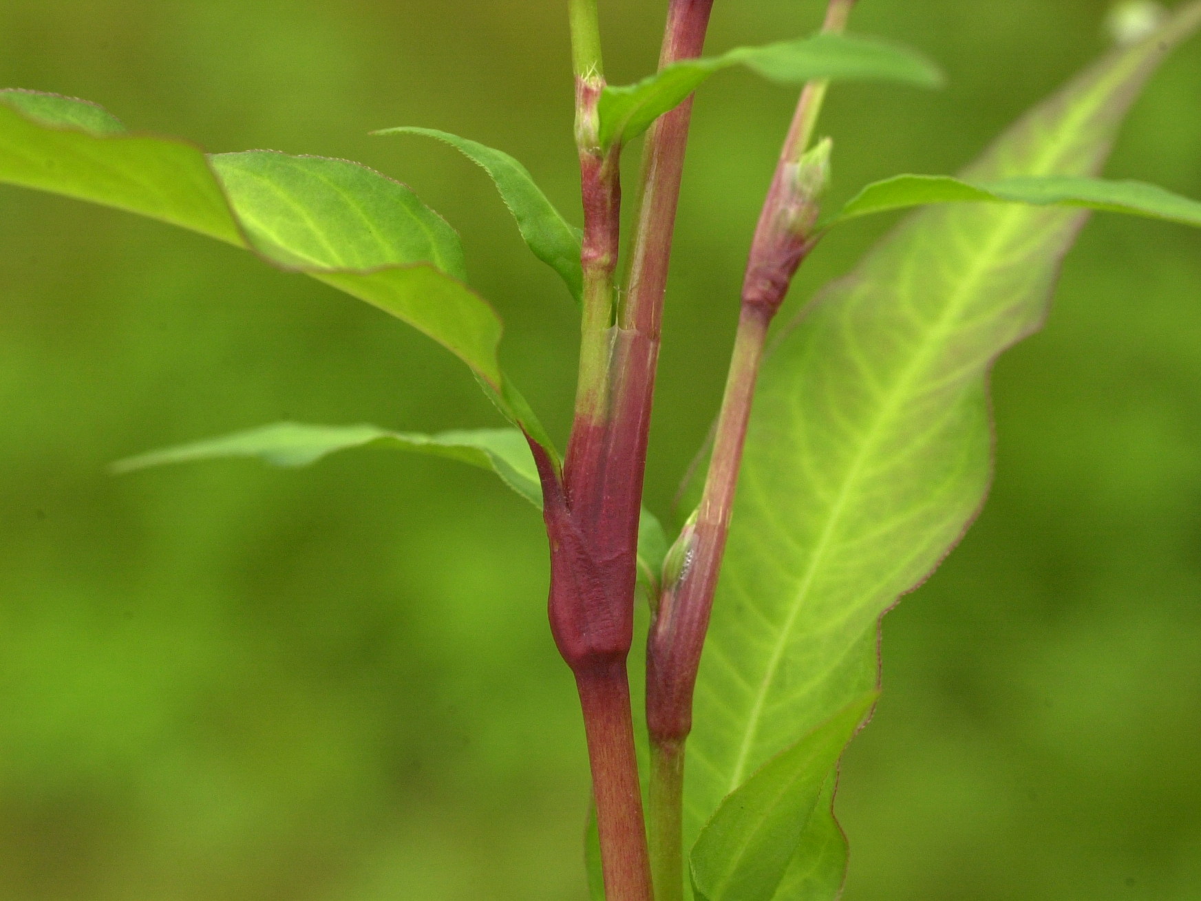 Afficher le média persicaria_hydropiper3md persicaria_hydropiper3md