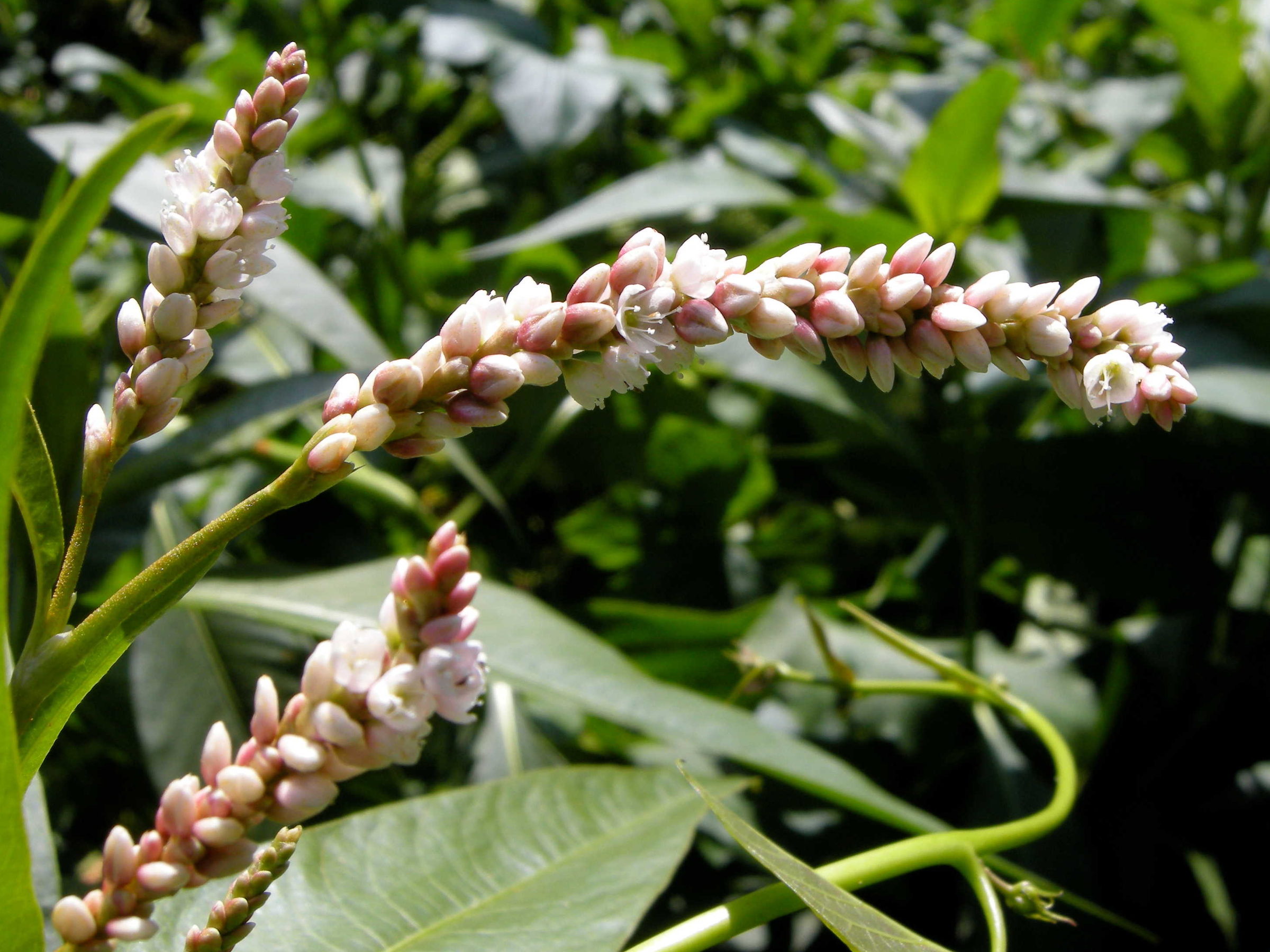 persicaria_senegalensis4md