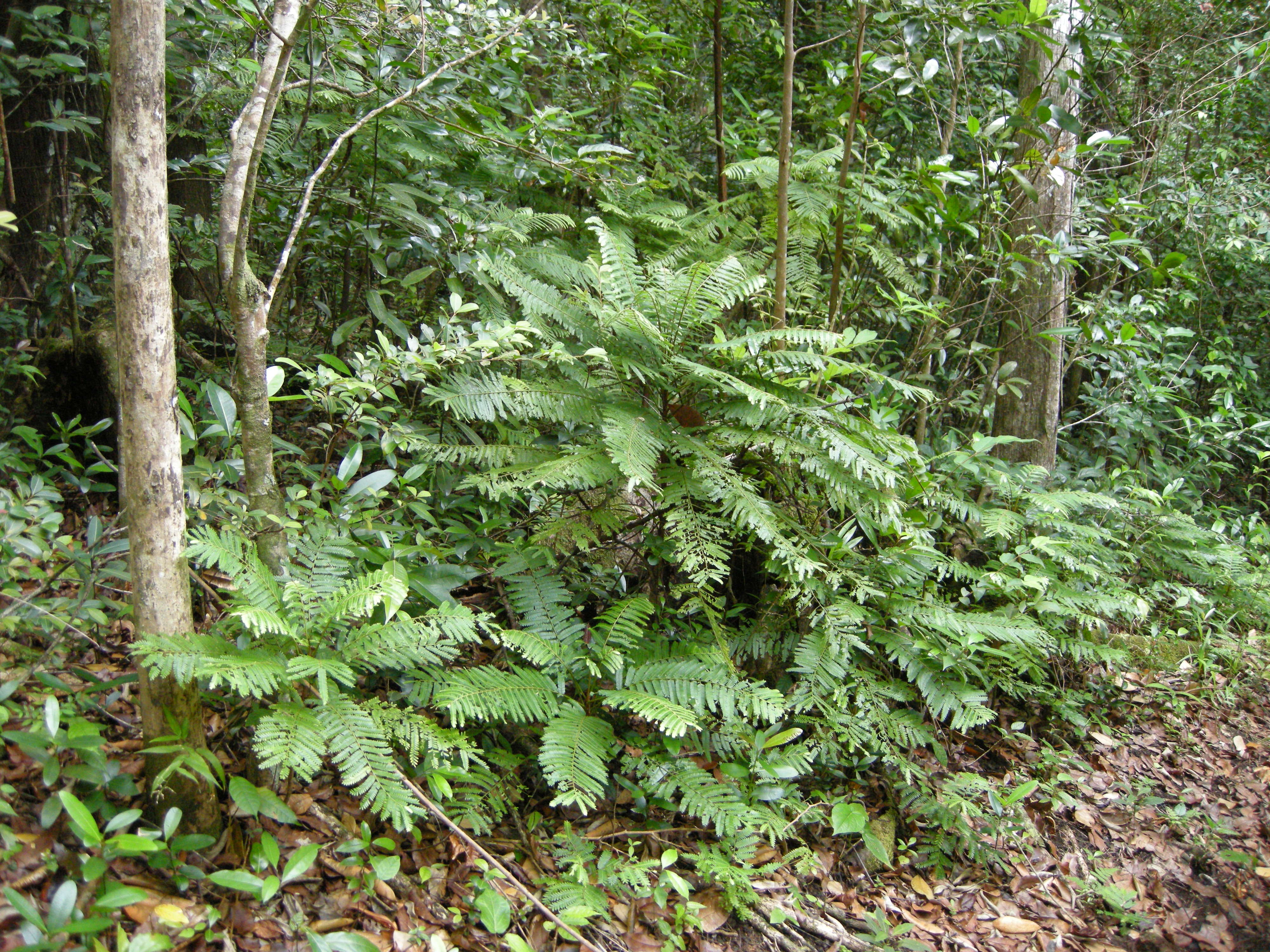 phyllanthus_mimosoides6md