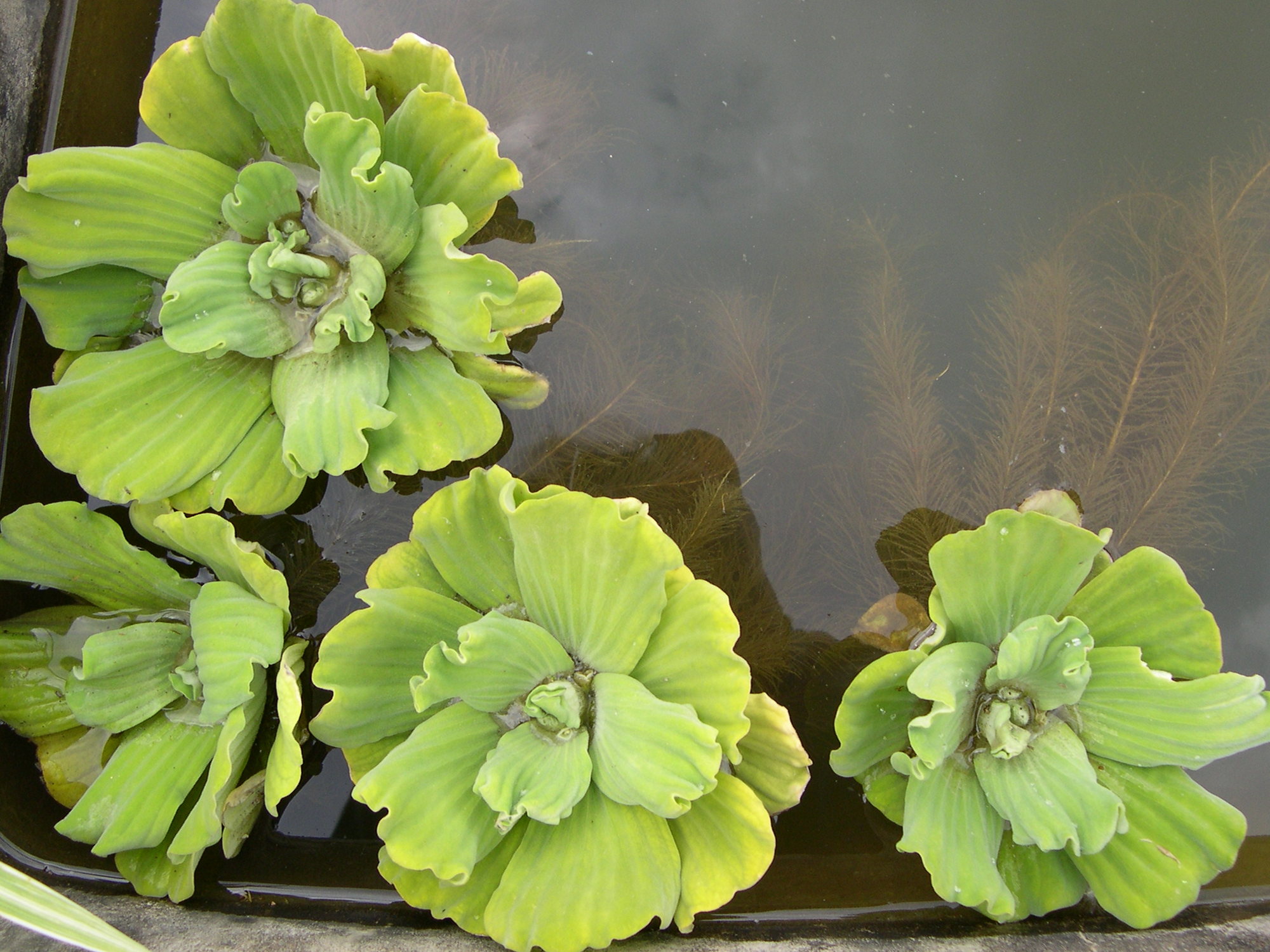 pistia_stratiotes1md