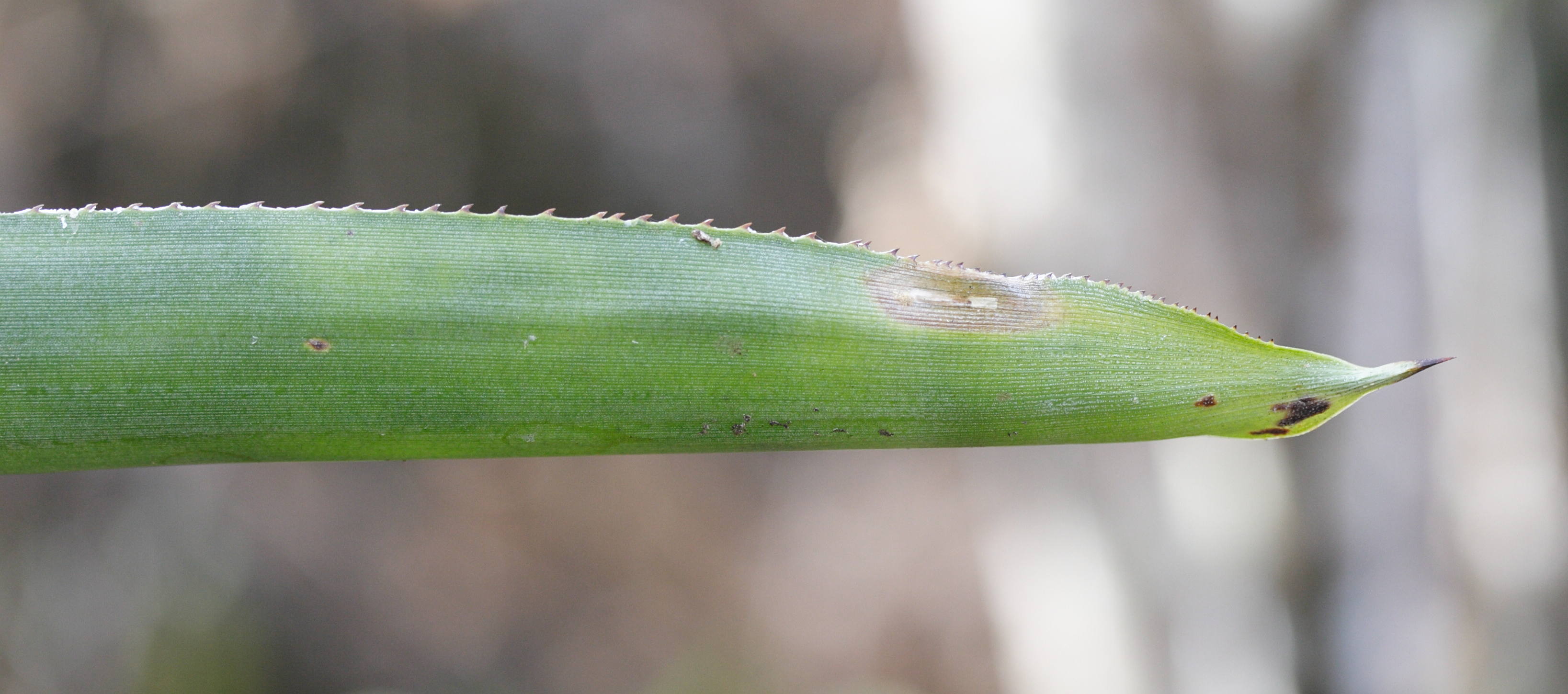 pitcairnia_angustifolia1bmd