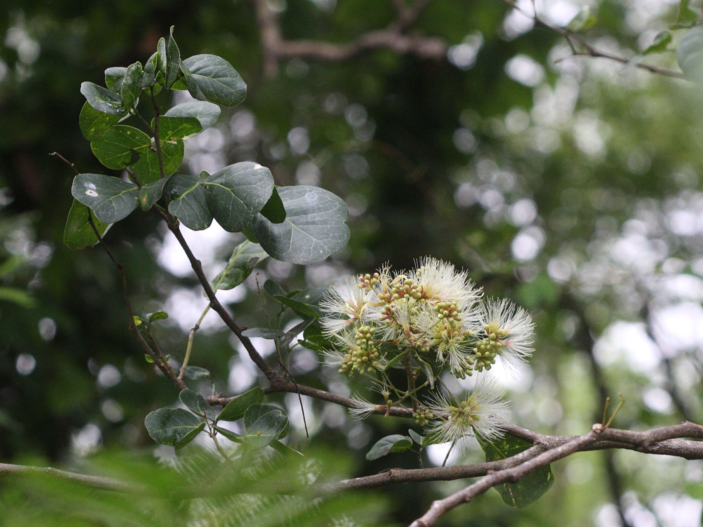 pithecellobium_unguis-cati7md