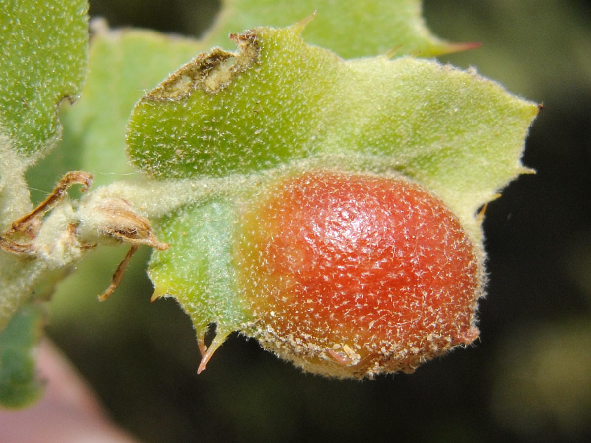 Afficher le média plagiotrochus_australis_galle2md plagiotrochus_australis_galle2md