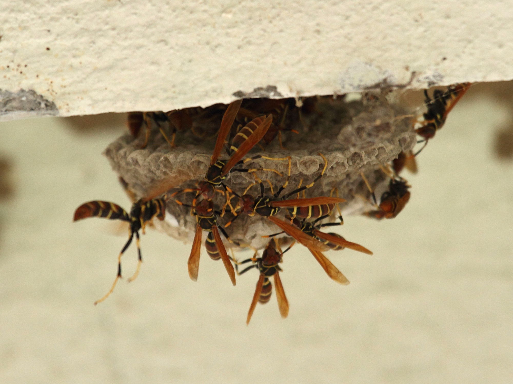 polistes_crinitus1bd