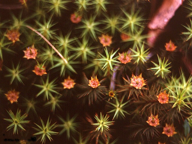 polytrichum_commune1mcf