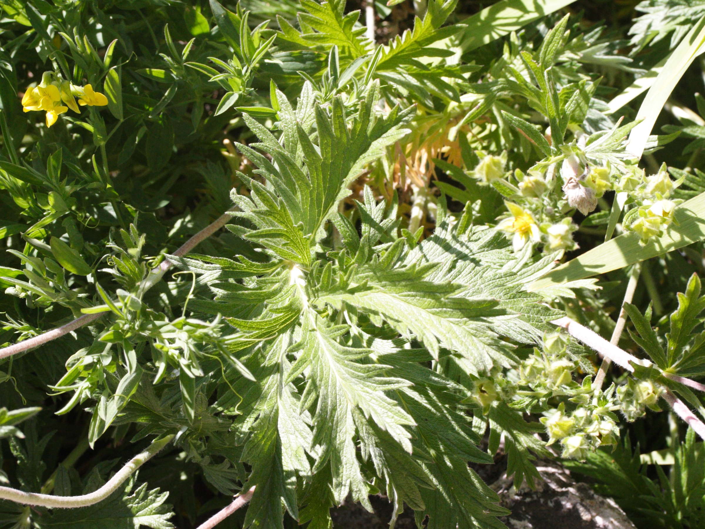 potentilla_gracilis2md