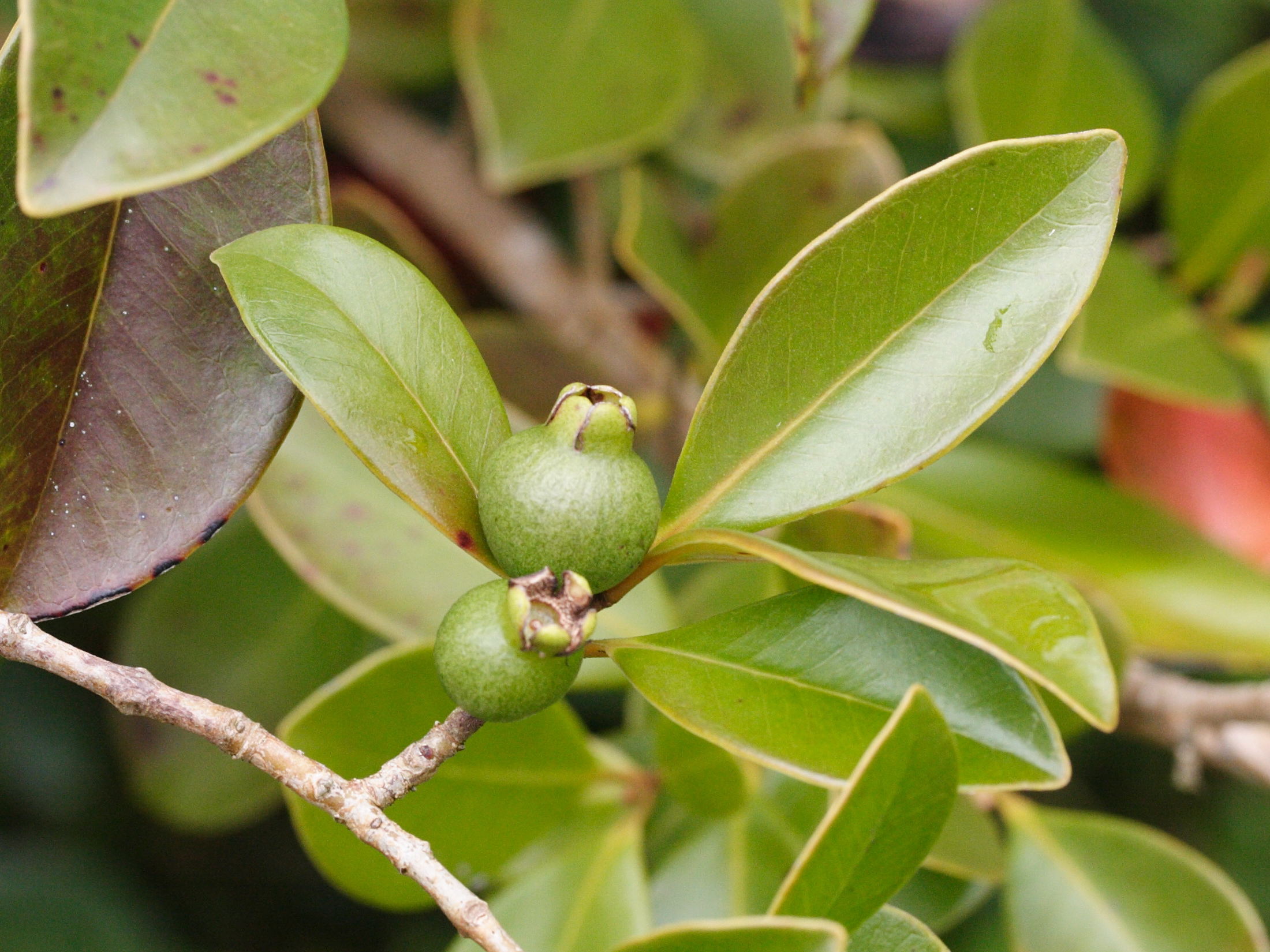 psidium_cattleianum5md