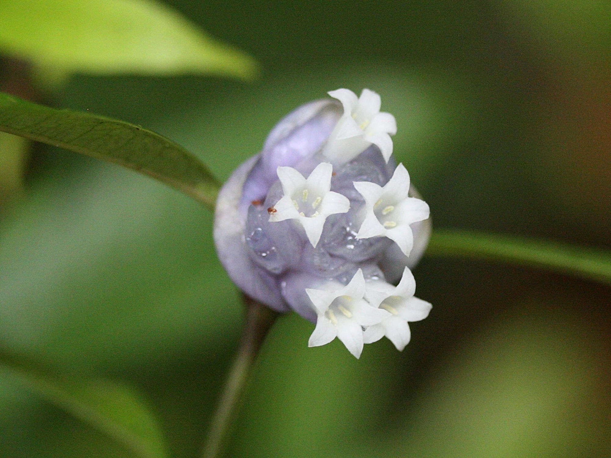 Afficher le média psychotria_urbaniana4md psychotria_urbaniana4md