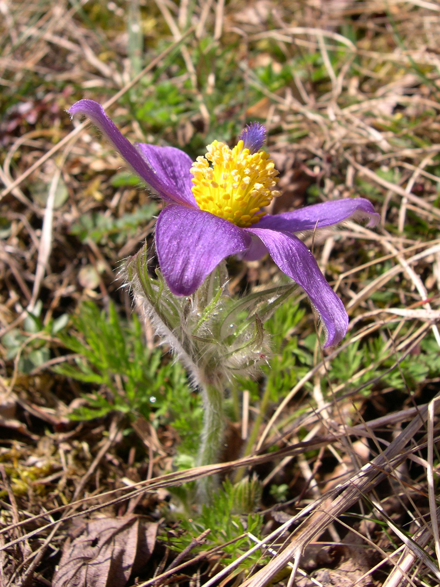 pulsatilla_vulgaris2sd