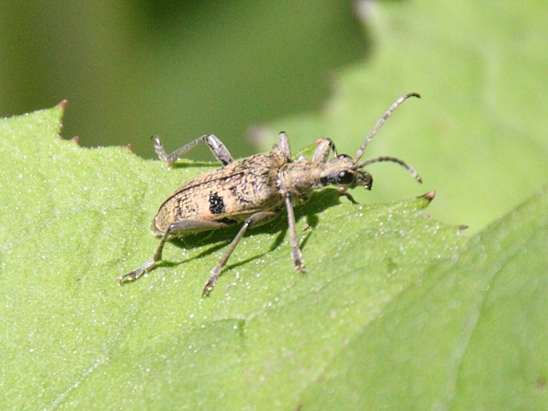 rhagium_mordax1bd