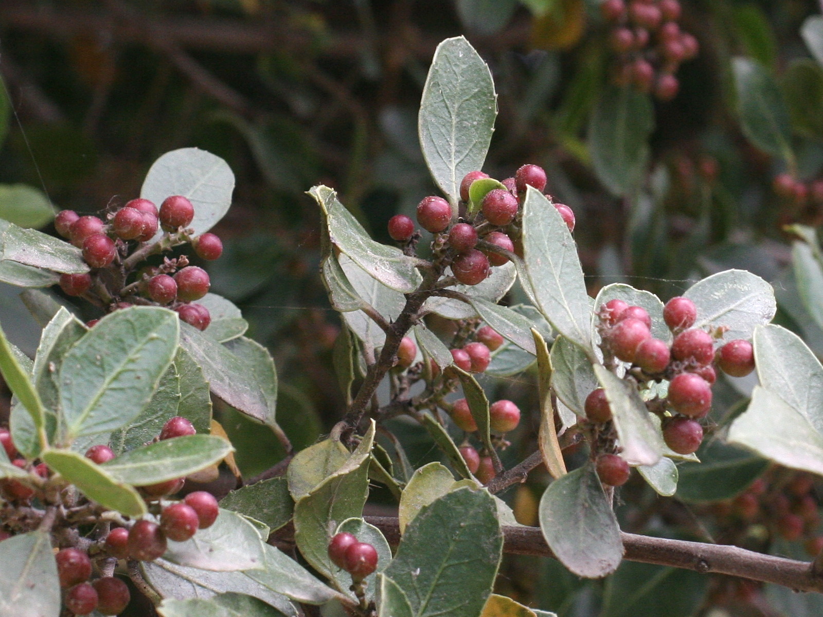 rhamnus_alaternus3md