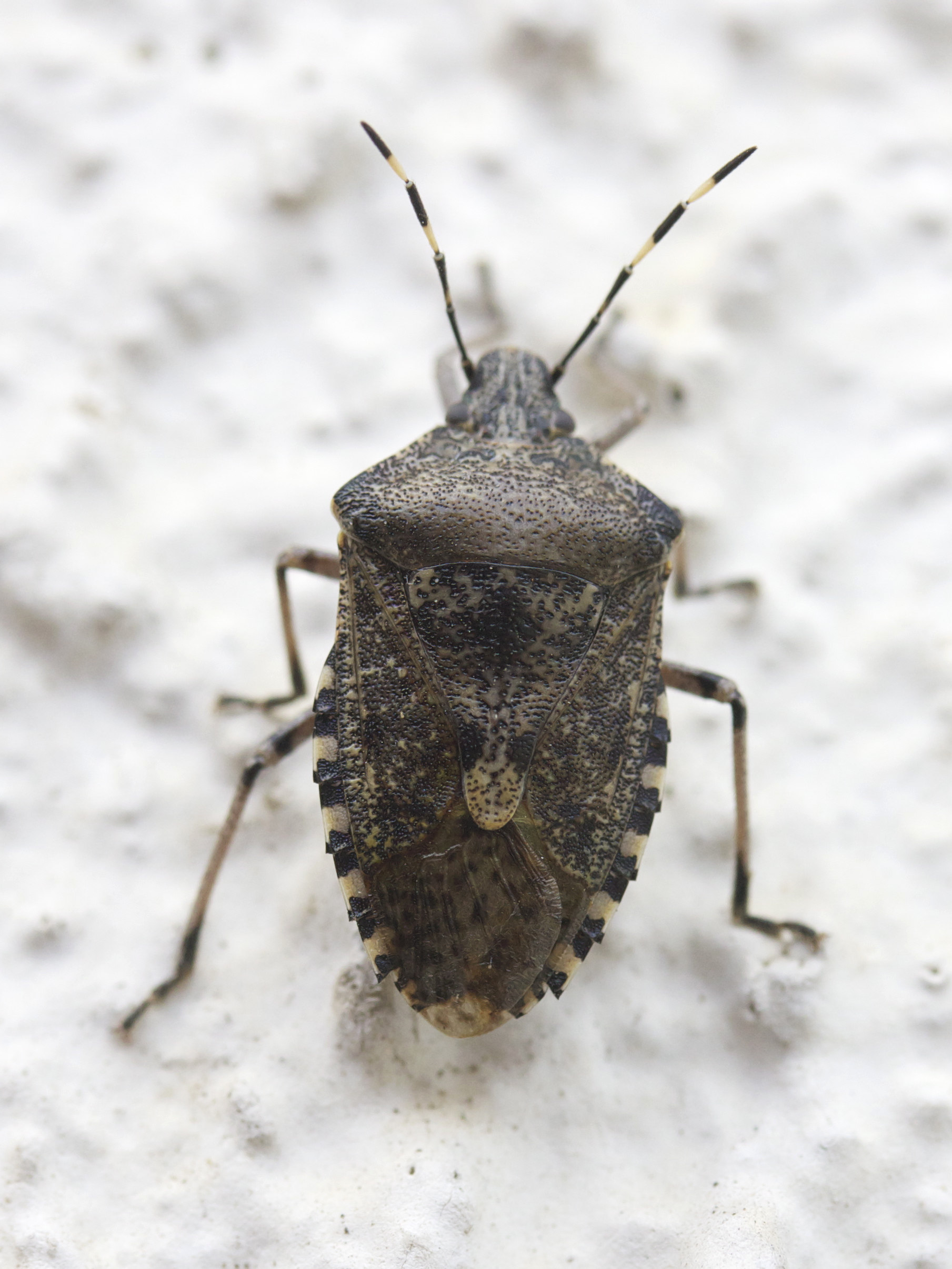 rhaphigaster_nebulosa