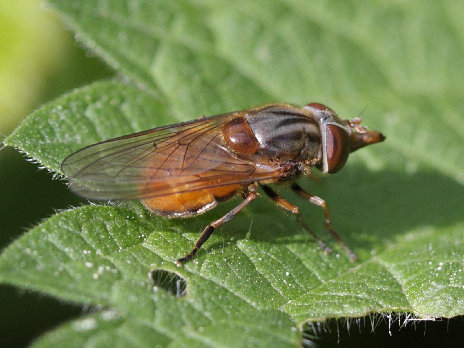 rhingia_campestris5bd