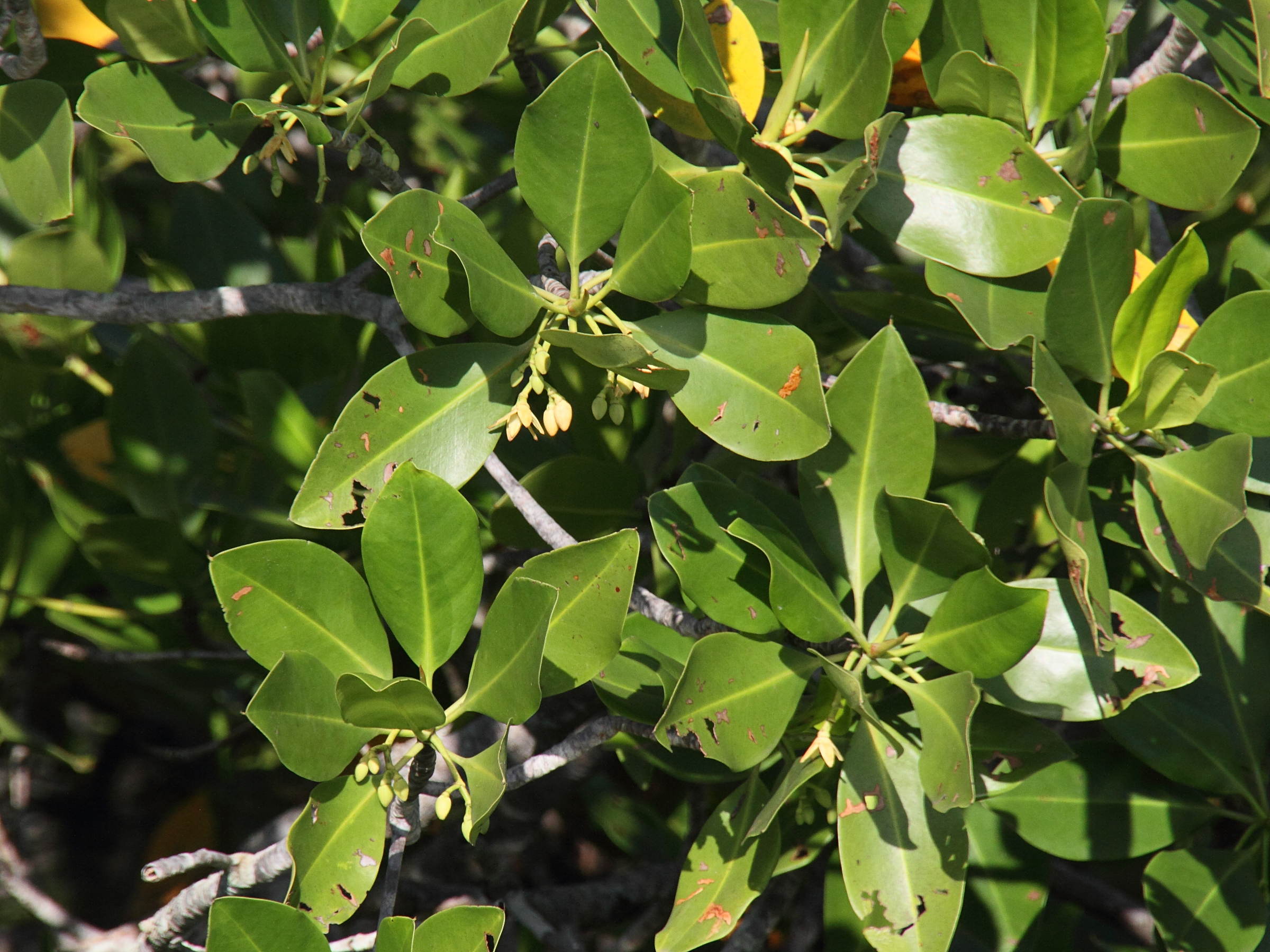 rhizophora_mucronata2md