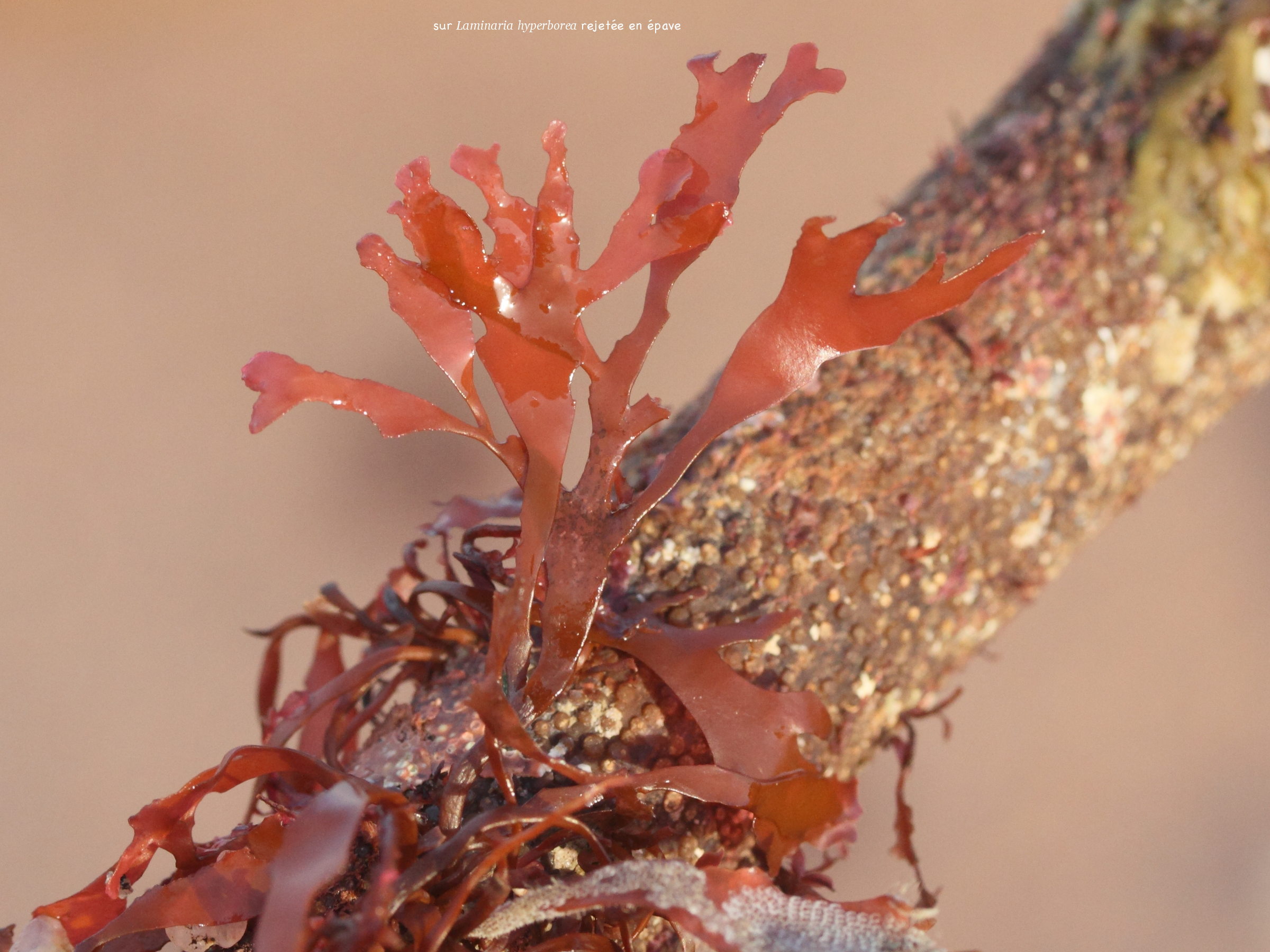 rhodymenia_pseudopalmata1md