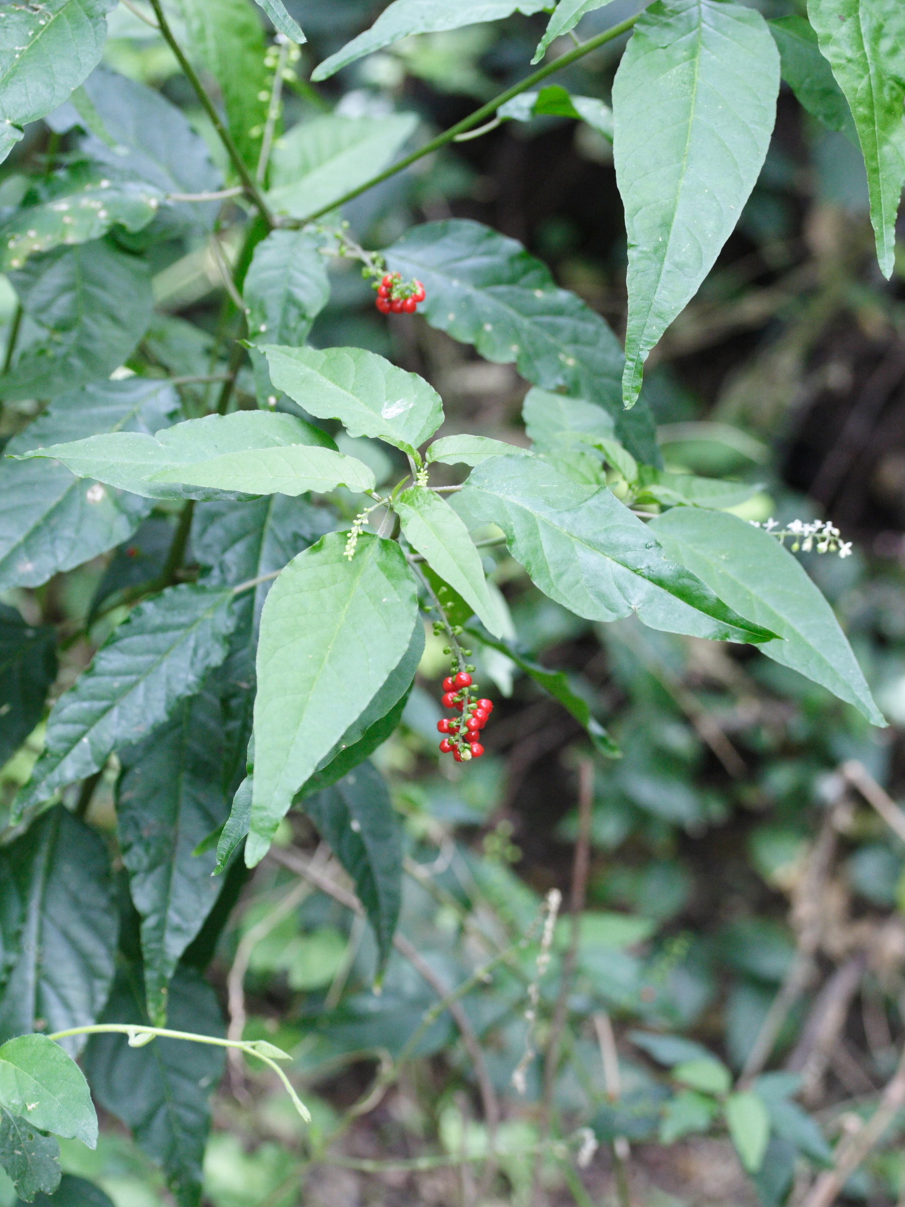 Afficher le média rivina_humilis4md rivina_humilis4md