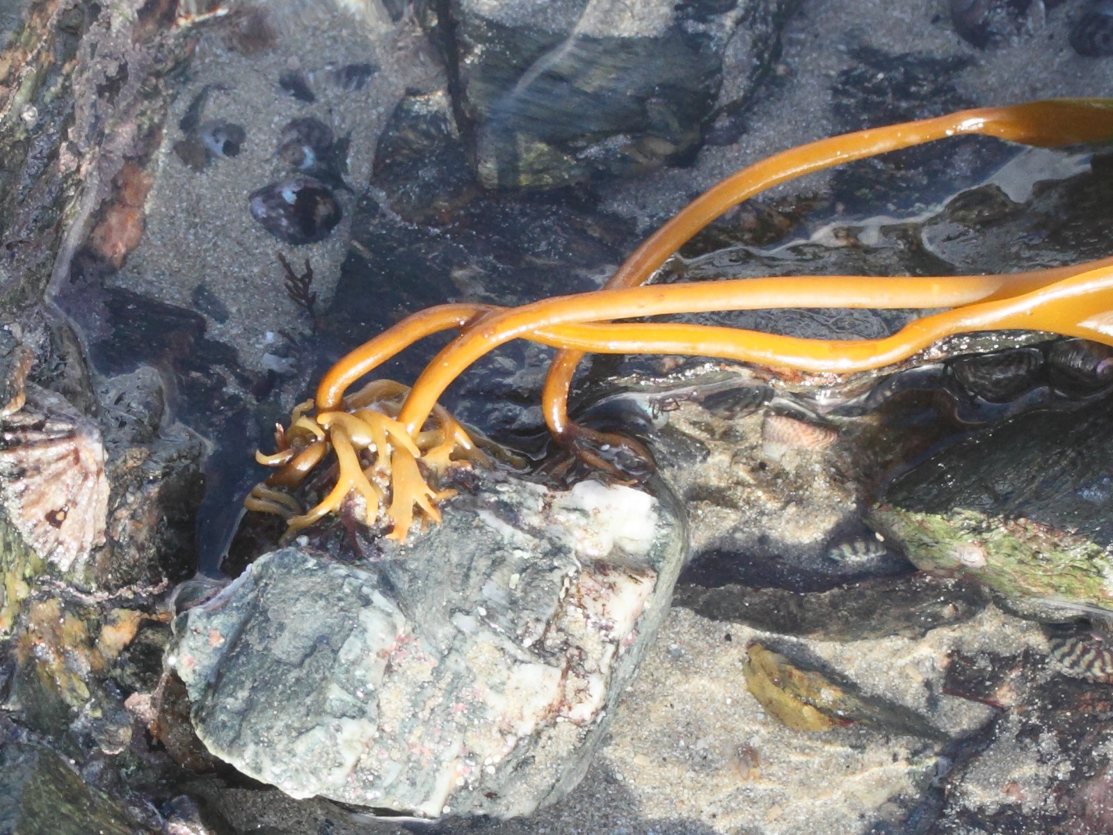 Afficher le média Saccharina_latissima Saccharina_latissima