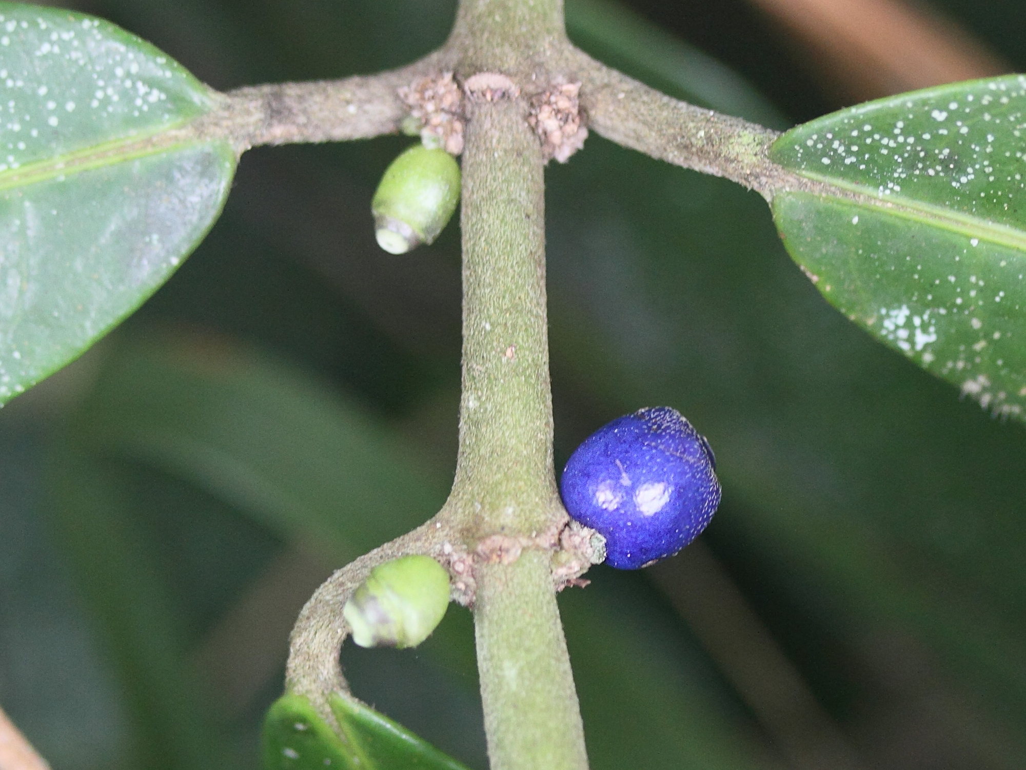 Afficher le média saldinia_boiviniana3md saldinia_boiviniana3md