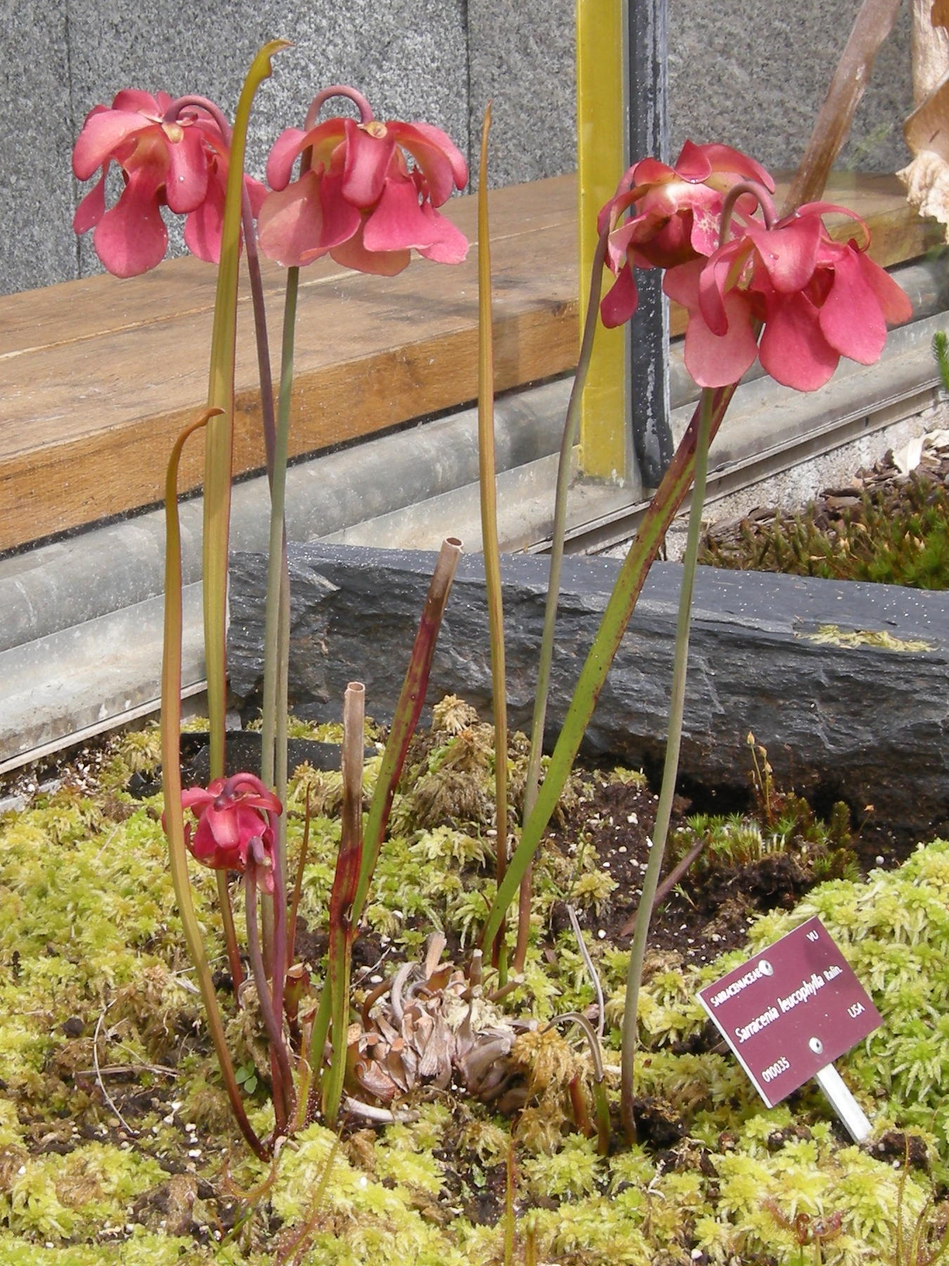 Afficher le média sarracenia_leucophylla1bd sarracenia_leucophylla1bd