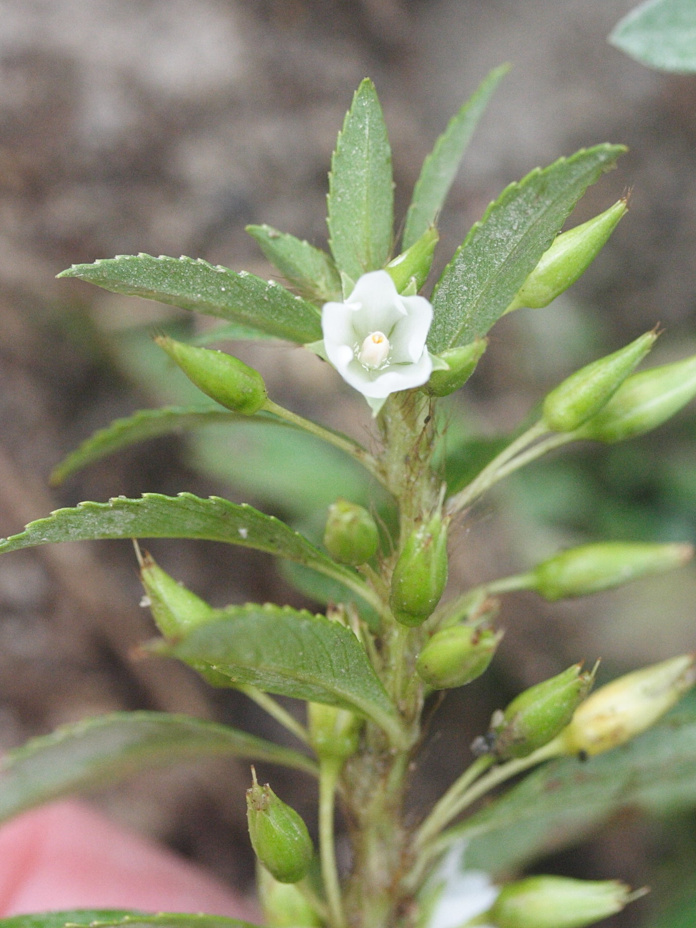 Afficher le média sauvagesia_erecta2md sauvagesia_erecta2md