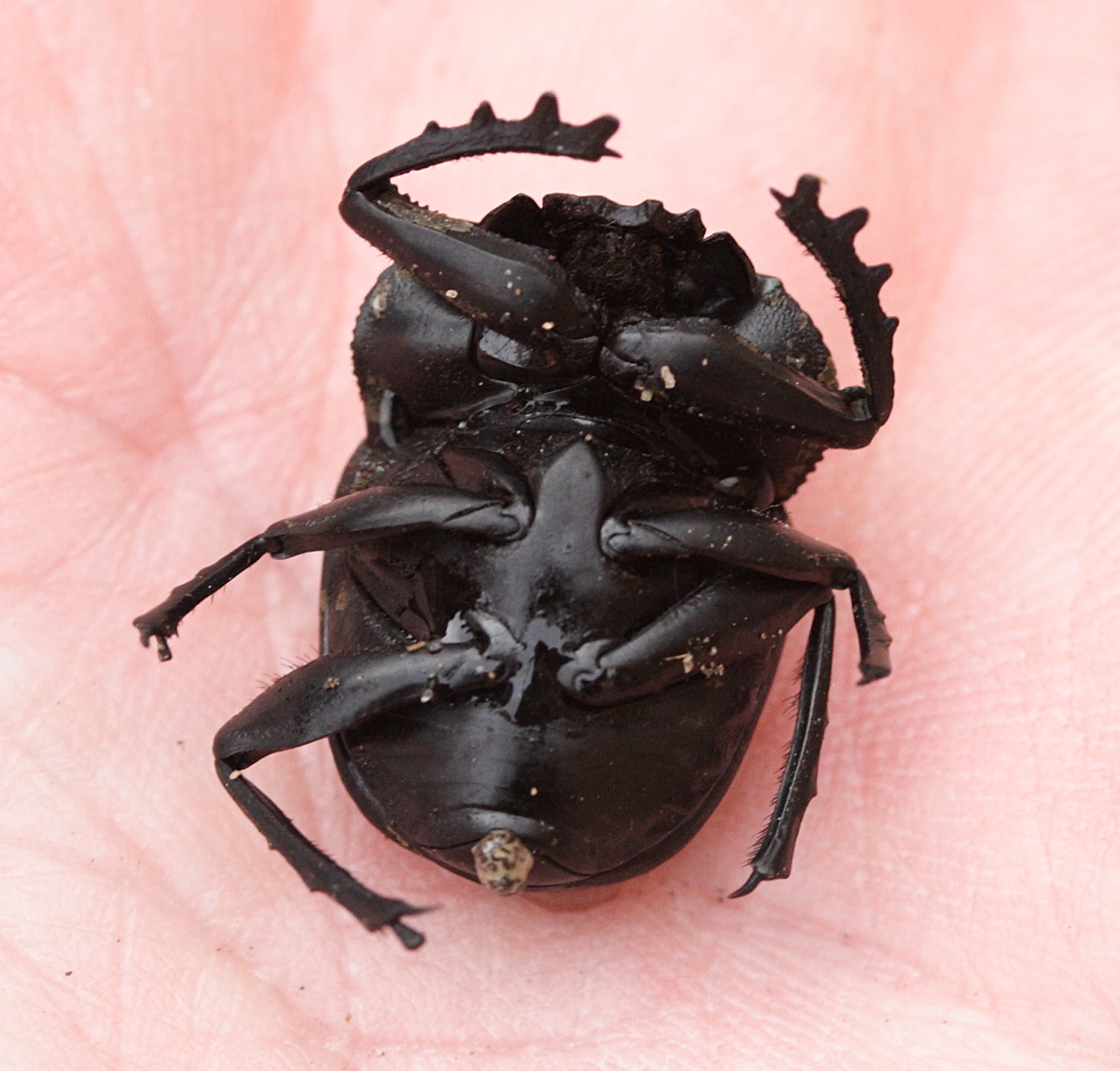 scarabaeus_laticollis