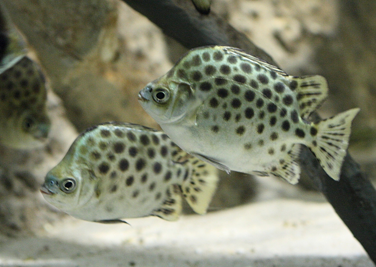 scatophagus_argus1bd