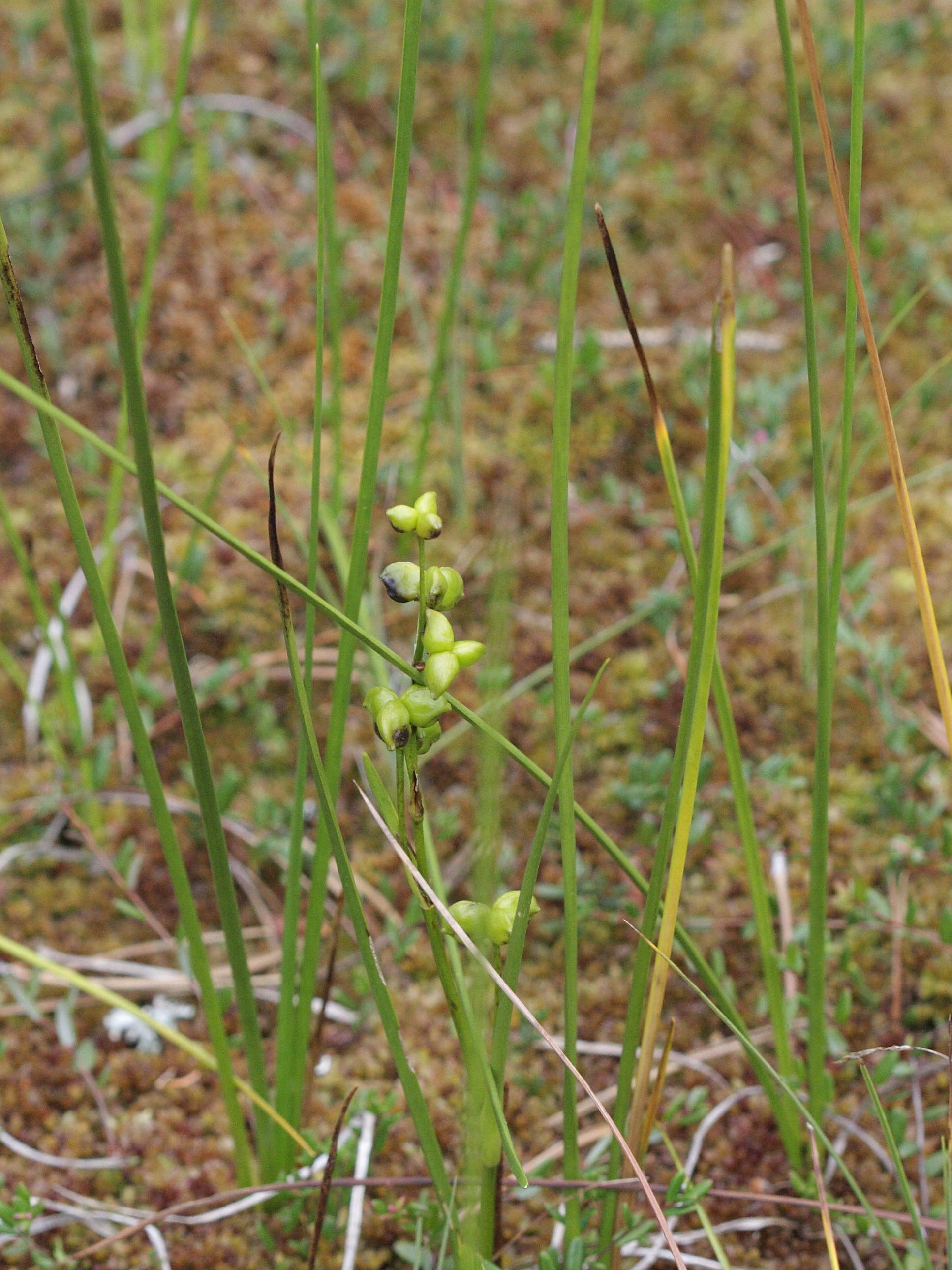 scheuchzeria_palustris1bd